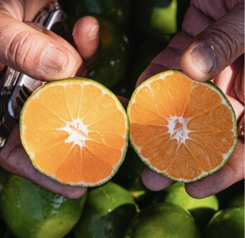 Japonská Mandarínka Satsuma - výška 130-150cm