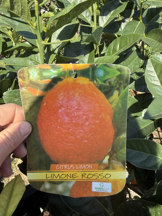 Citrus Limone Rosso (červený citrus) - 180-200 cm výška s kvetináčom