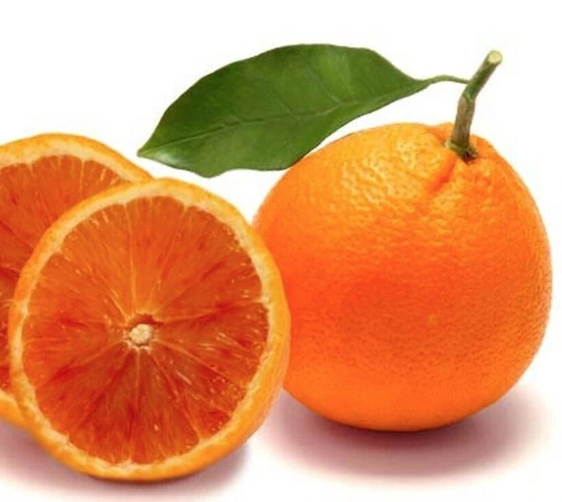 ARANCIO TAROCCO červený pomaranč - výška 130-150cm