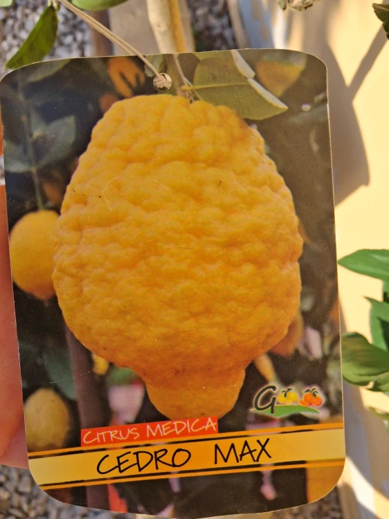 Citrus Cedro max - cedrát - výška s kvetináčom 60-80cm