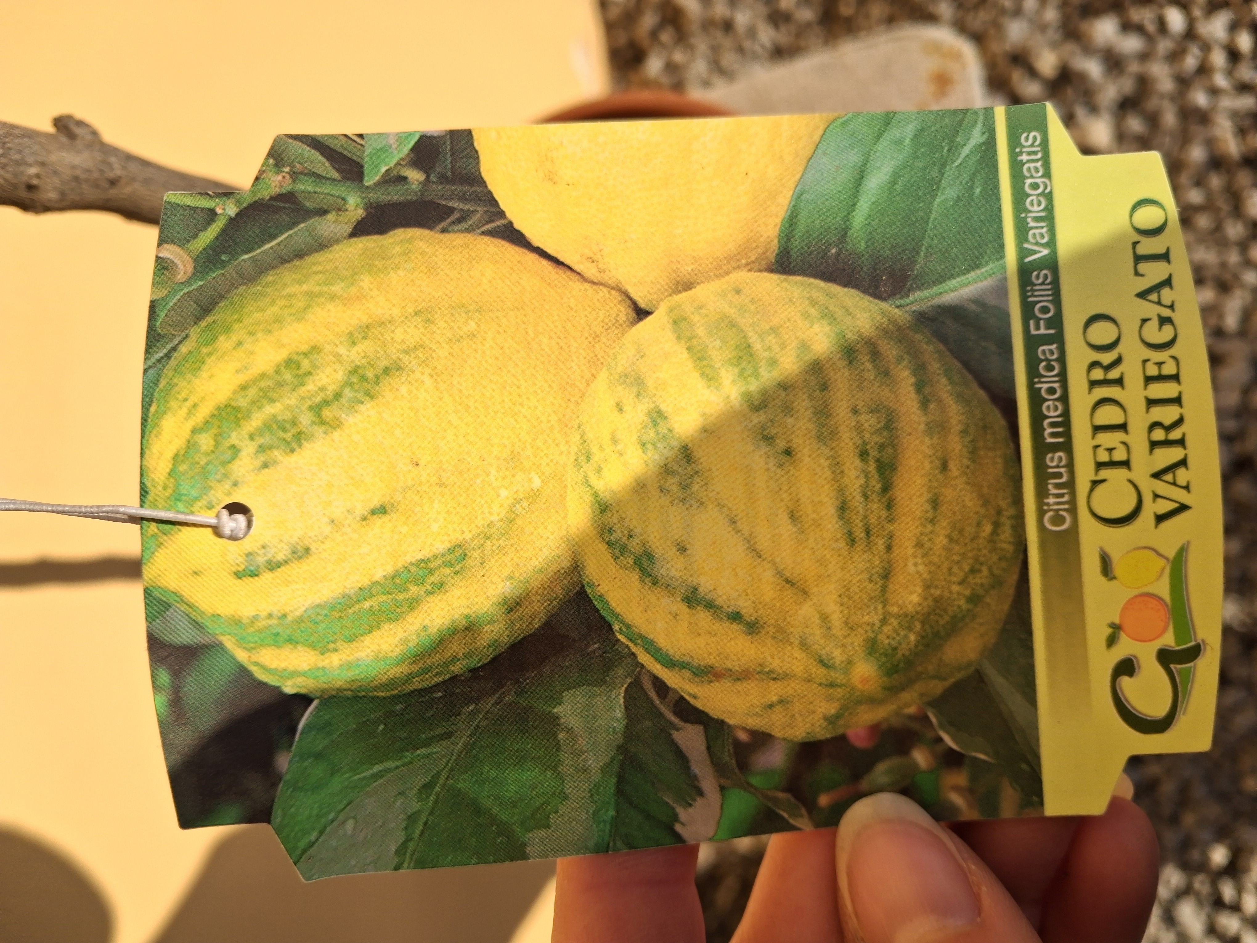 Citrus Cedro Variegato - výška s kvetináčom 50 - 70 cm