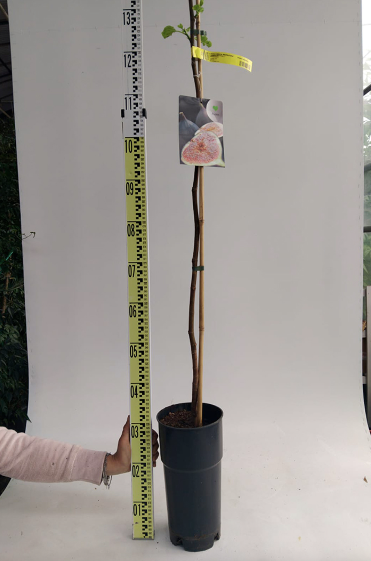 Figovník Ficus carica - odroda Brogiotto nero 160-175cm, -12°C