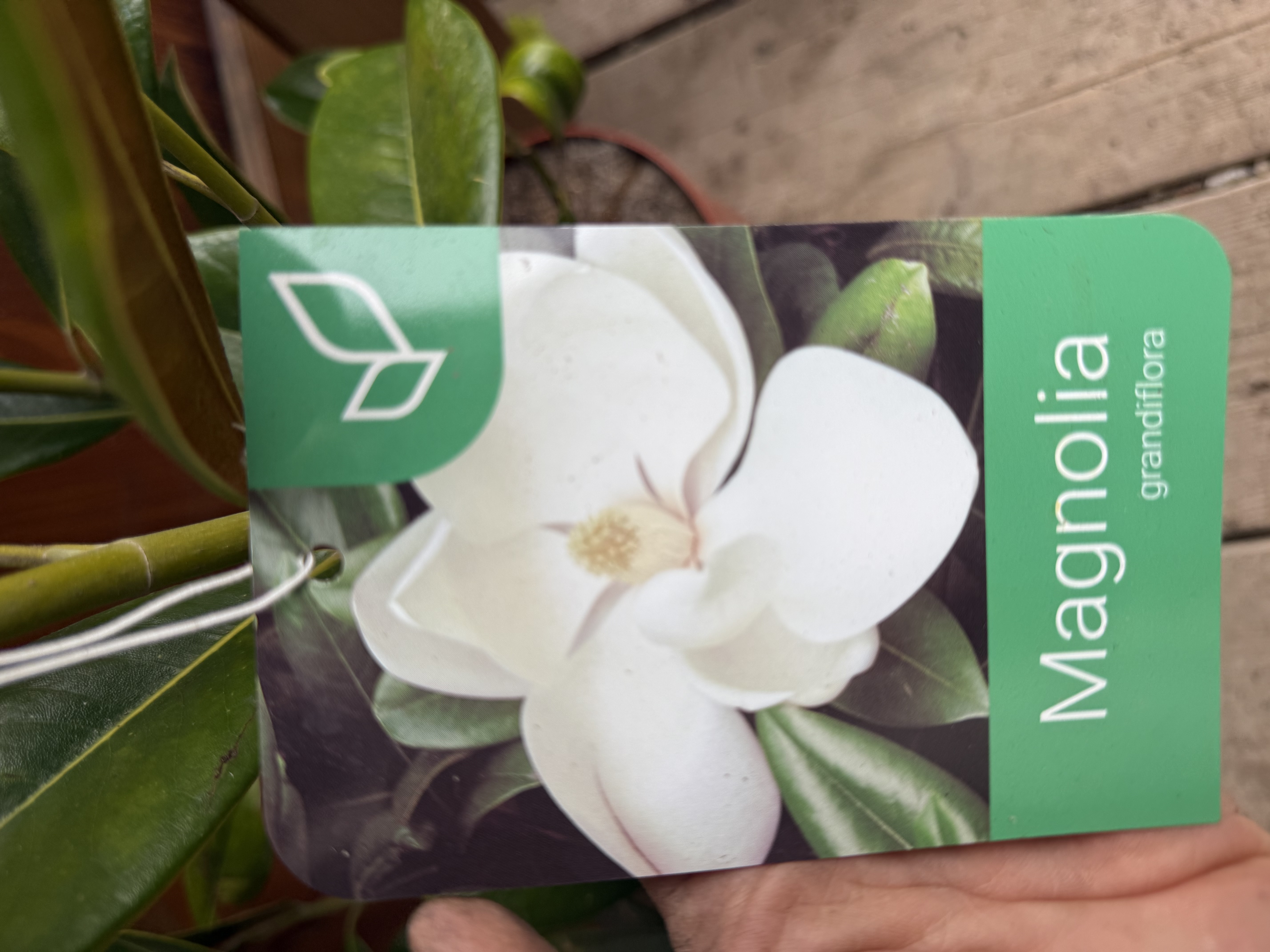 Magnólia Grandiflora Gallisoniensis vždyzelená, výška stromu s kvetináčom - 90-100cm
