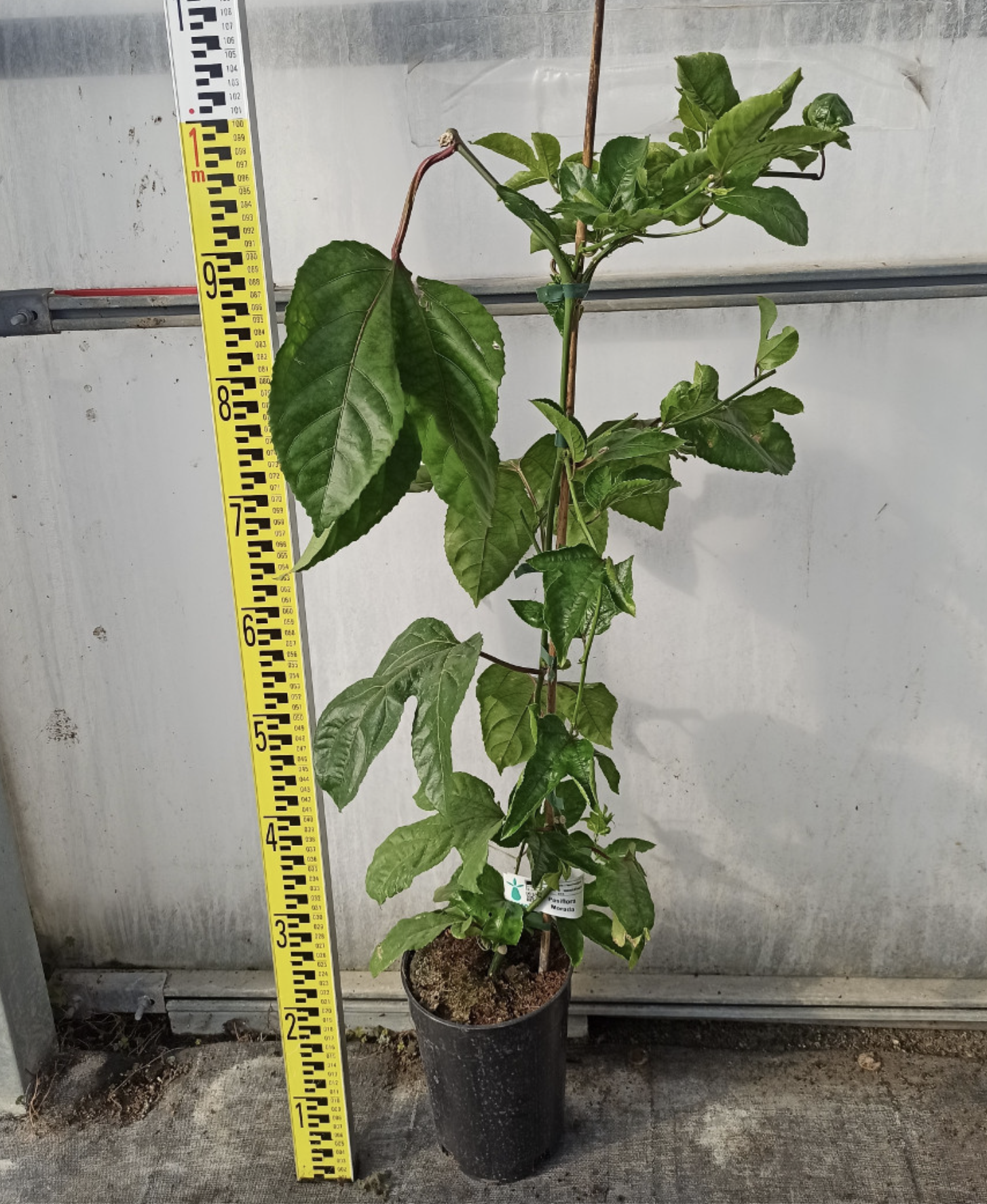 Marakuja (MARACUYA) alebo Passion Fruit - výška rastliny s kvetináčom 100 - 120cm 