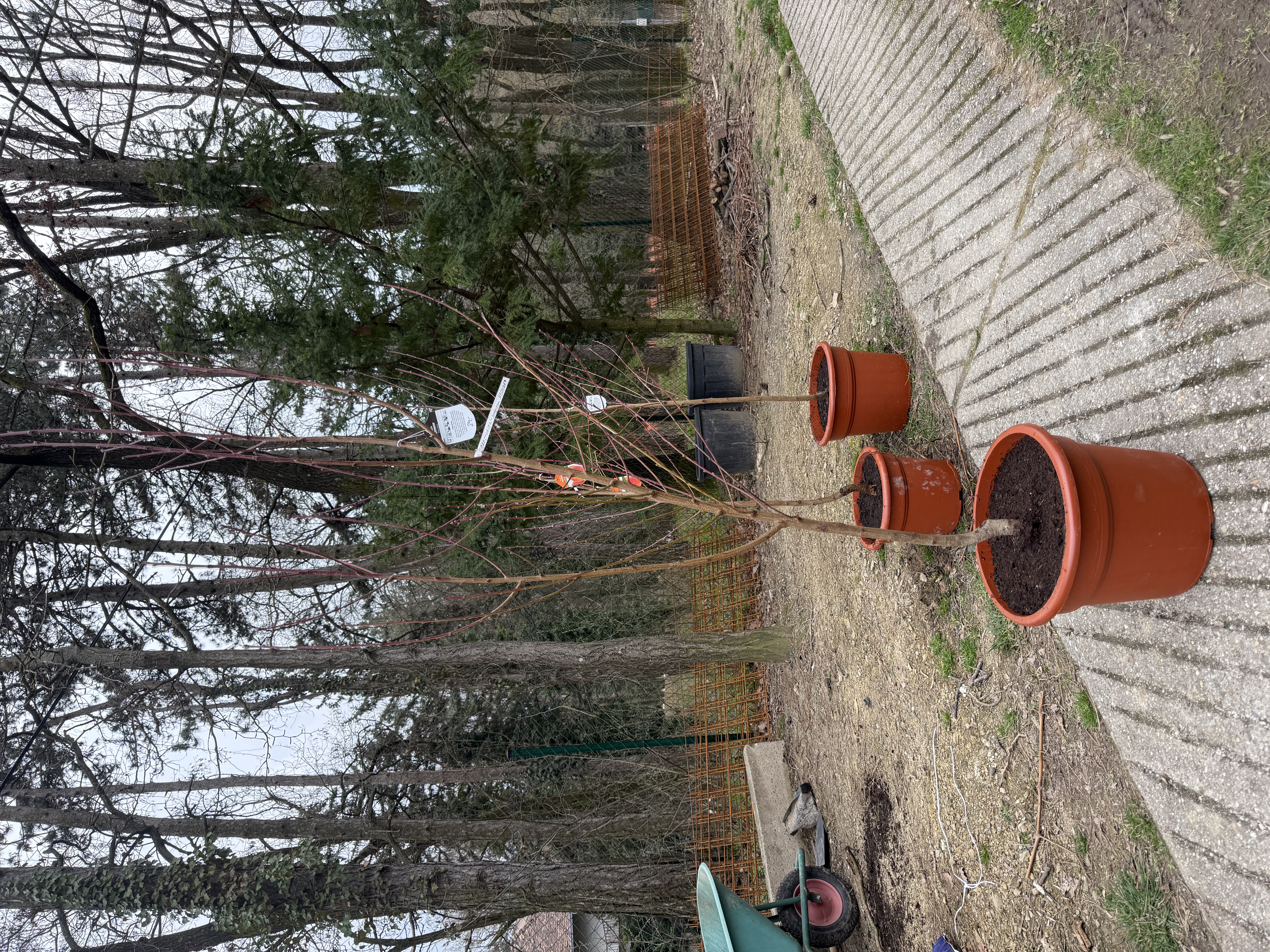 Broskyňa Cresthaven, výška s kvetináčom 200cm
