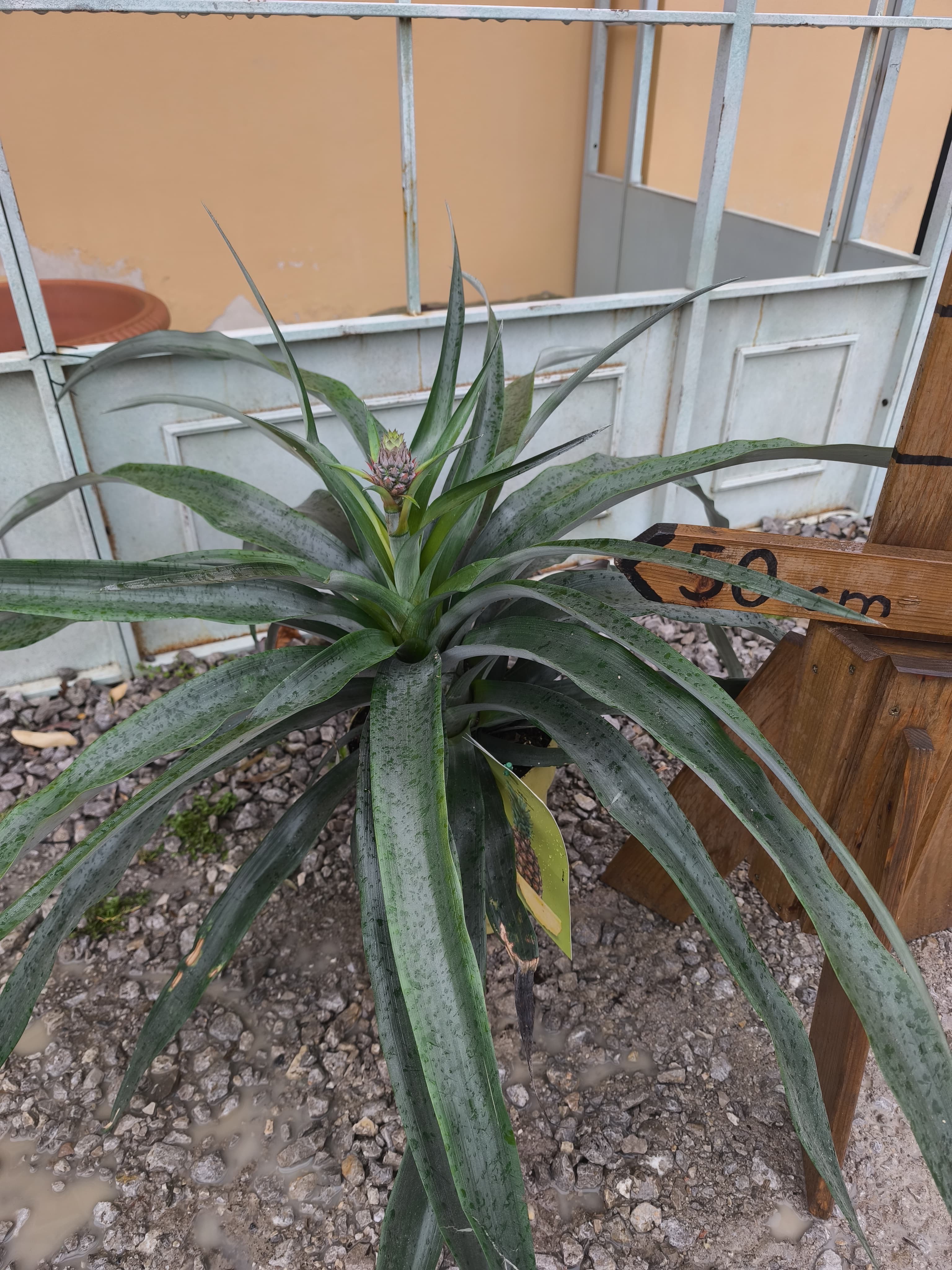 Ananas comusus - Ananás pestovaný, výška 50-60cm s kvetináčom