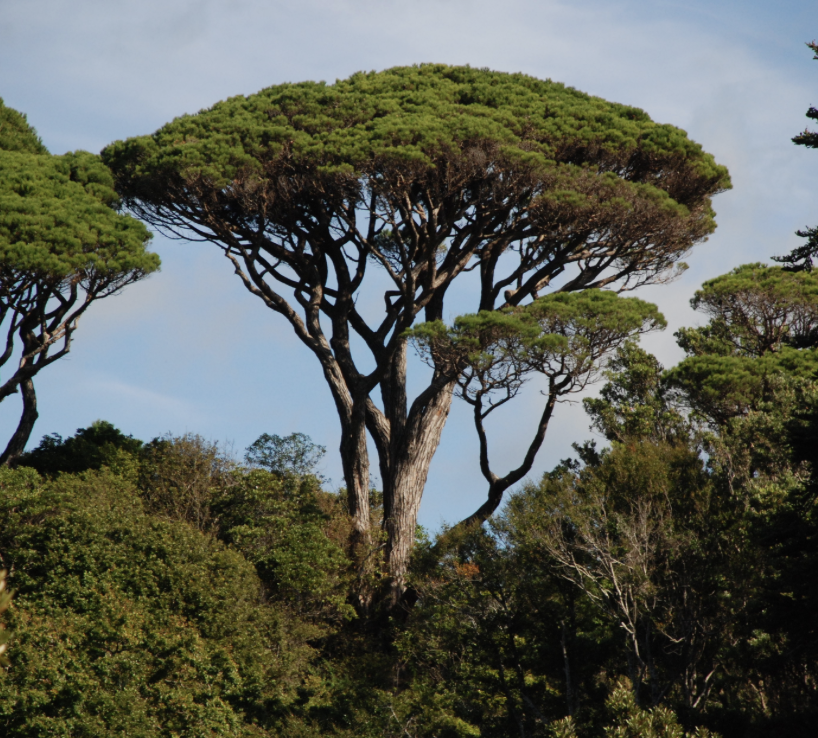 Borovica píniová - Pinus pinea výška 160cm s kvetináčom