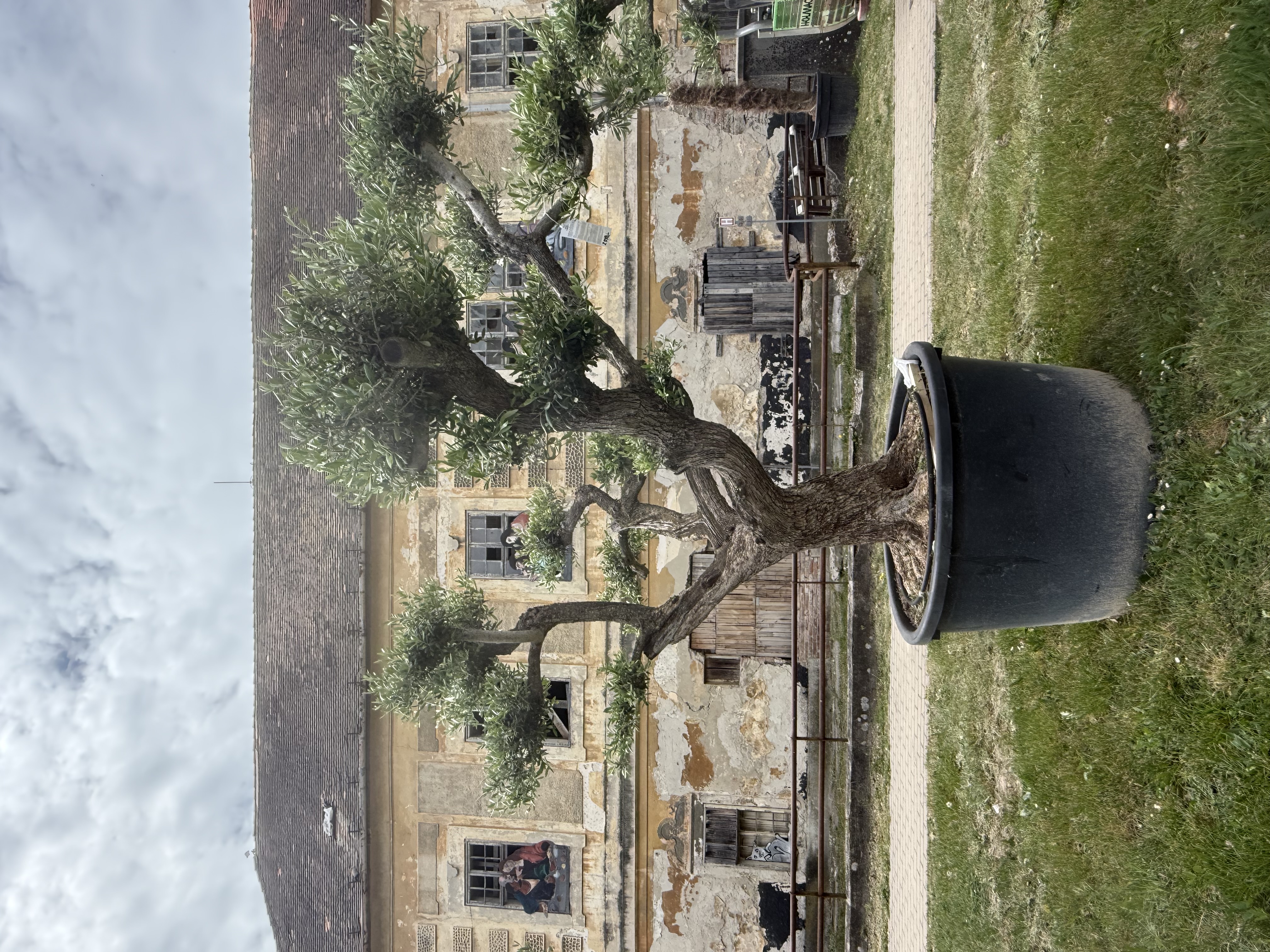 Olea Europaea - olivovník 230-250 cm s kvetináčom