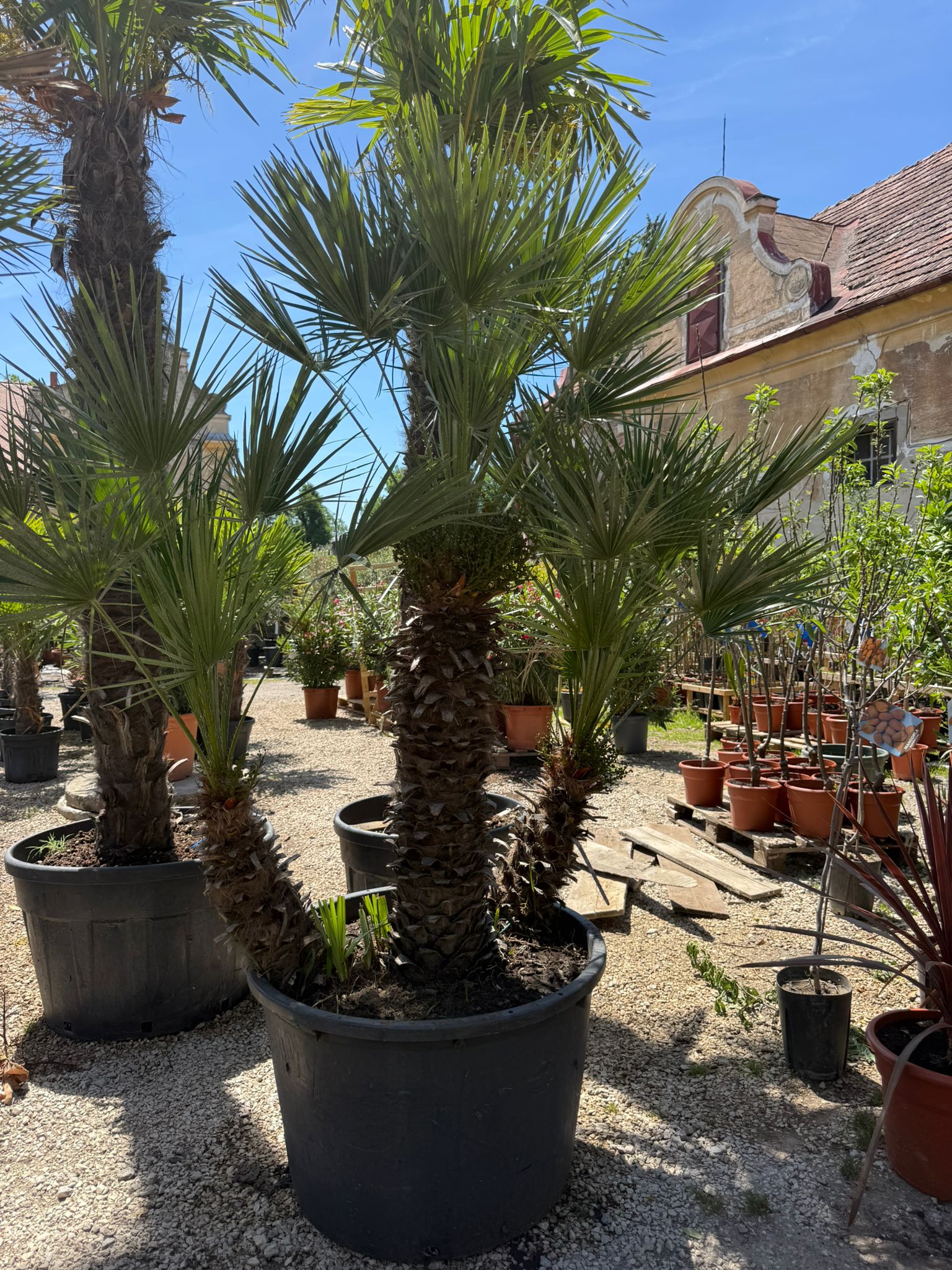 Chamaerops Humilis - výška 230cm s kvetináčom