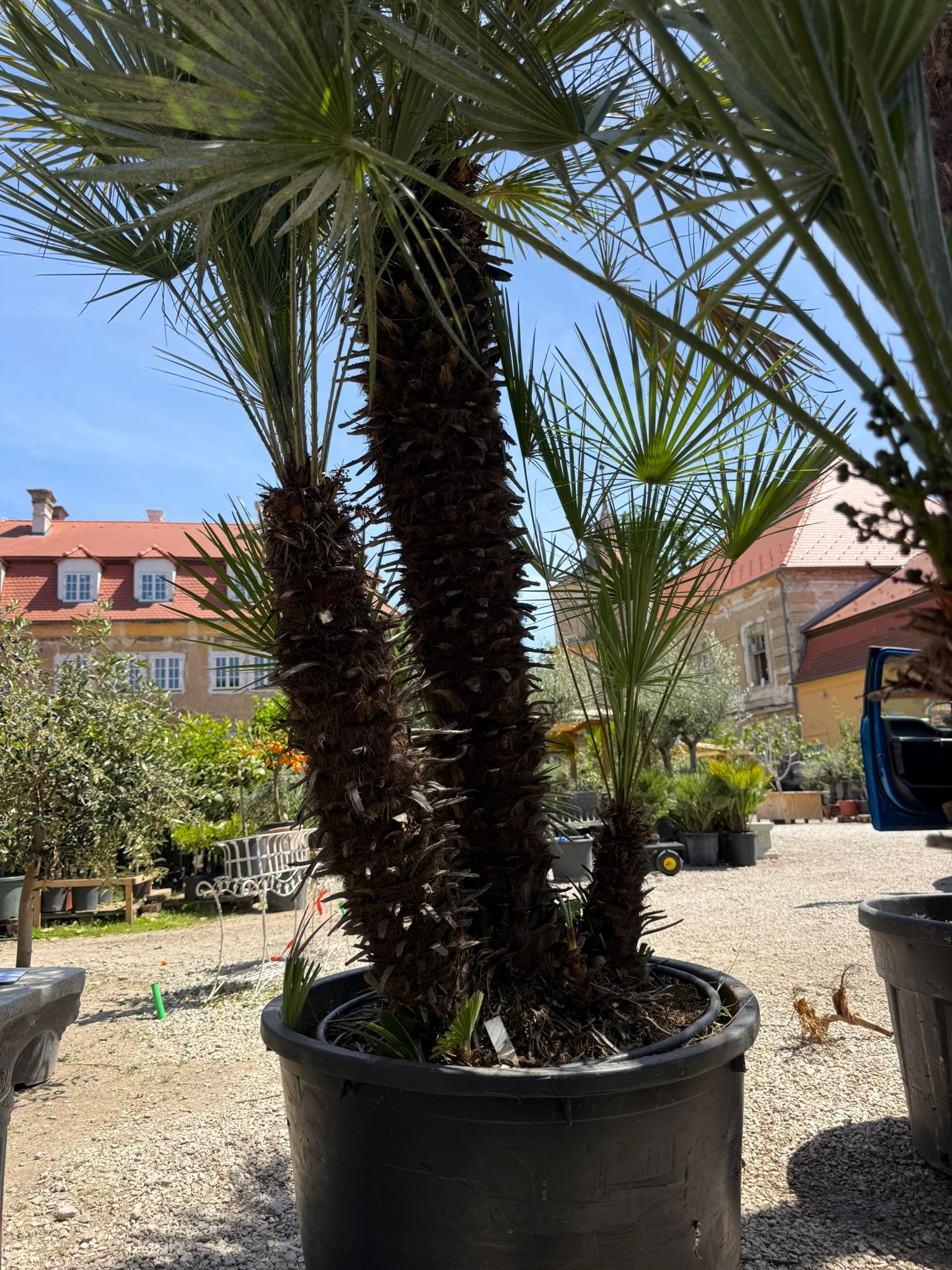 Chamaerops Humilis - výška 280cm s kvetináčom