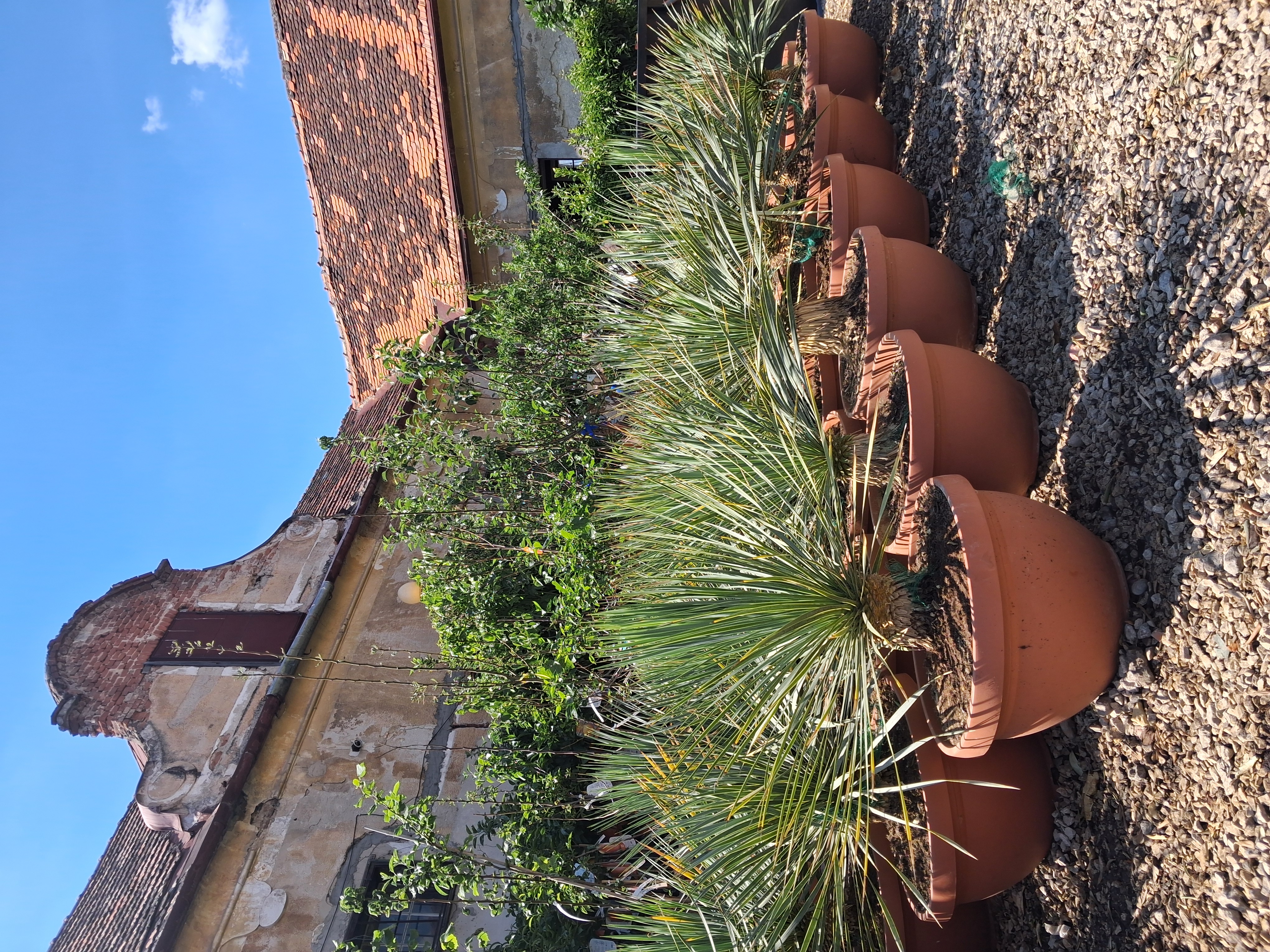 Yucca Rostrata v deco kvetináči, výška s kvetináčom 70-90cm -22°C