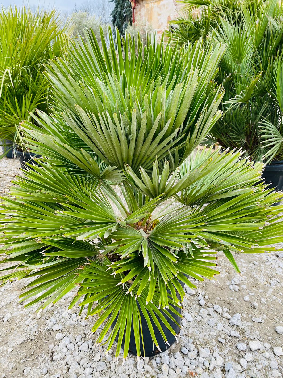 Chamaerops humilis Vulcano 100-120cm, -14°C