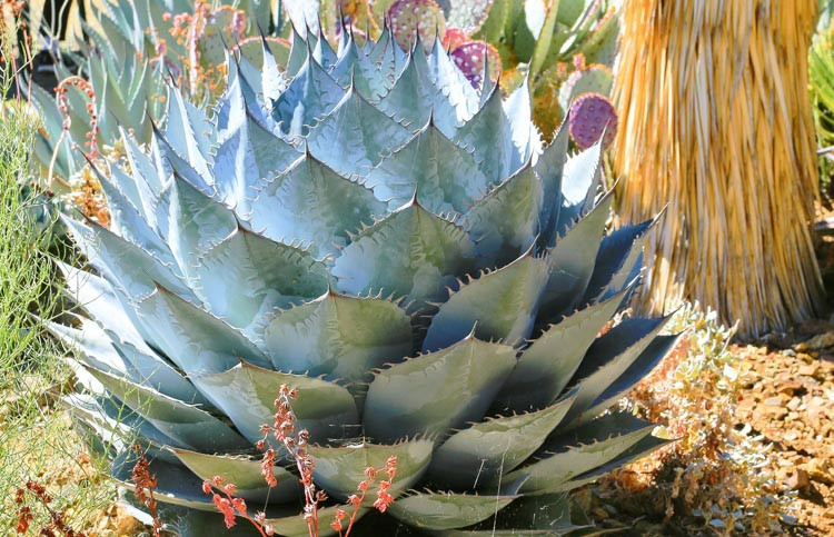 Agave parrasana - kapustová agáve