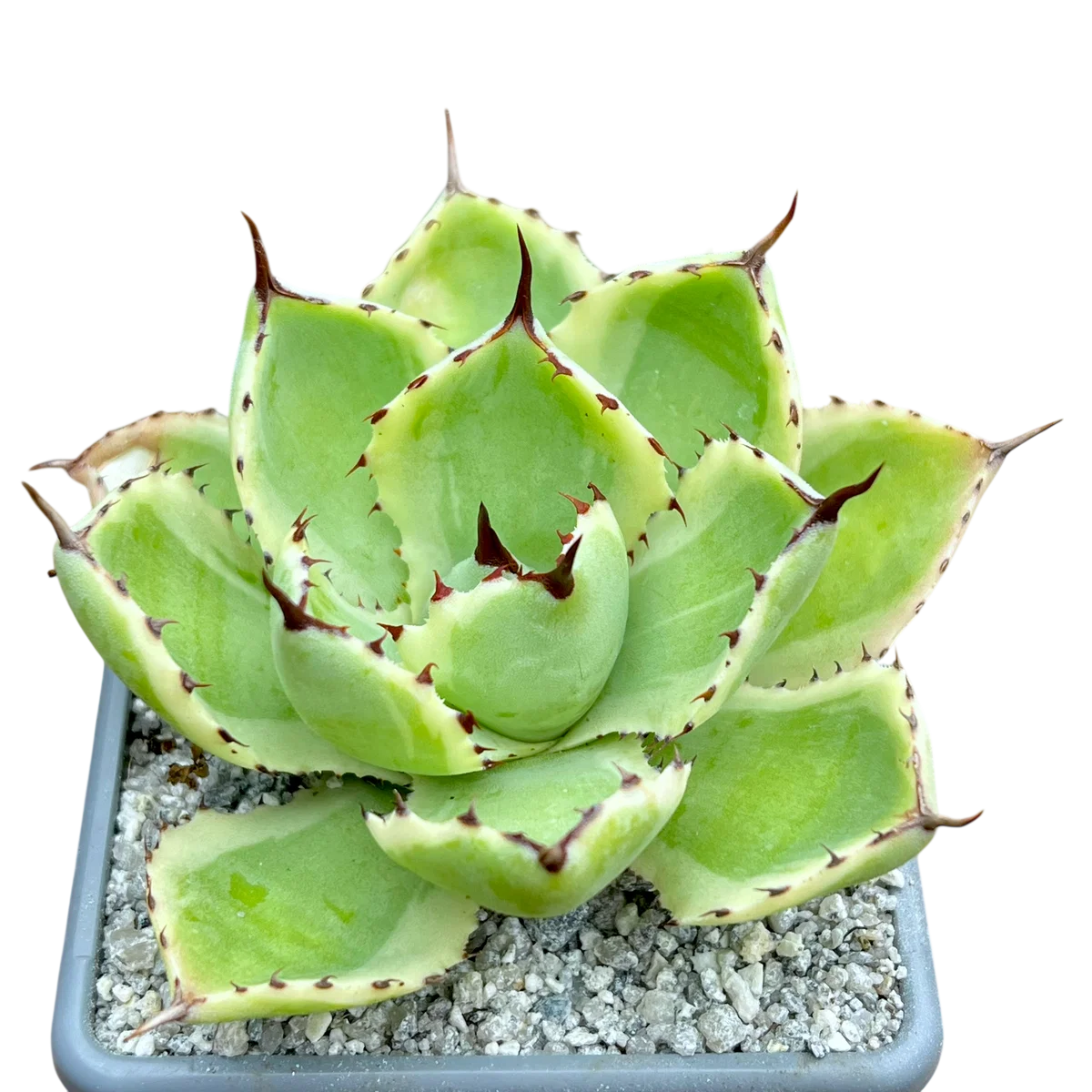Agave potatorum 'Kissho Kan' Variegata