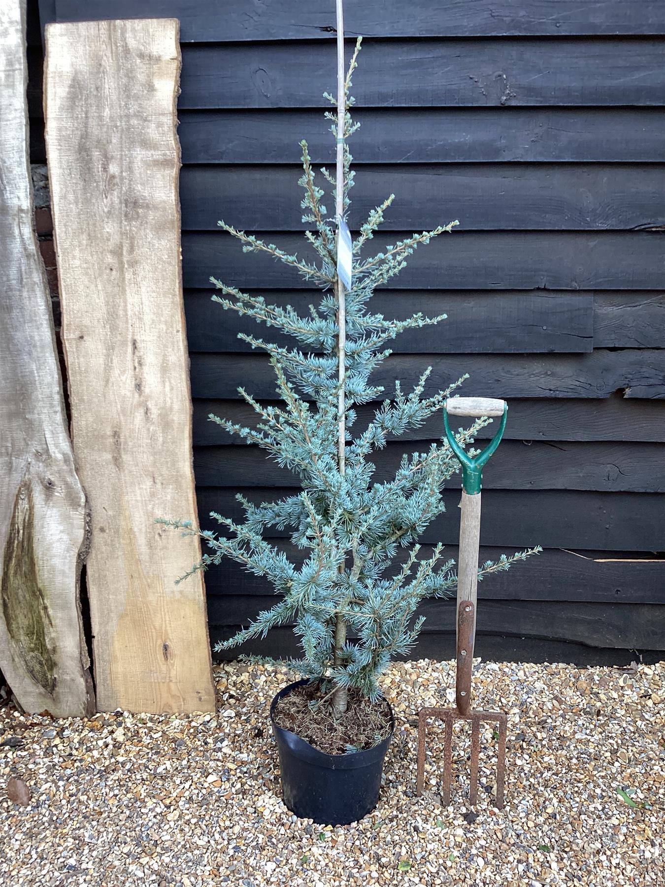 Céder atlantský Glauca 80-90cm