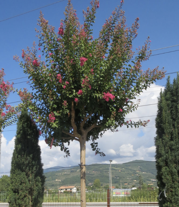 Myrta krepová - Lagerstromia indica