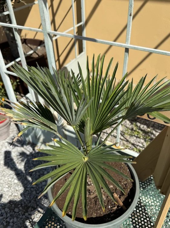 Trachycarpus wagnerianus, mrazuvzdorný do -18°C