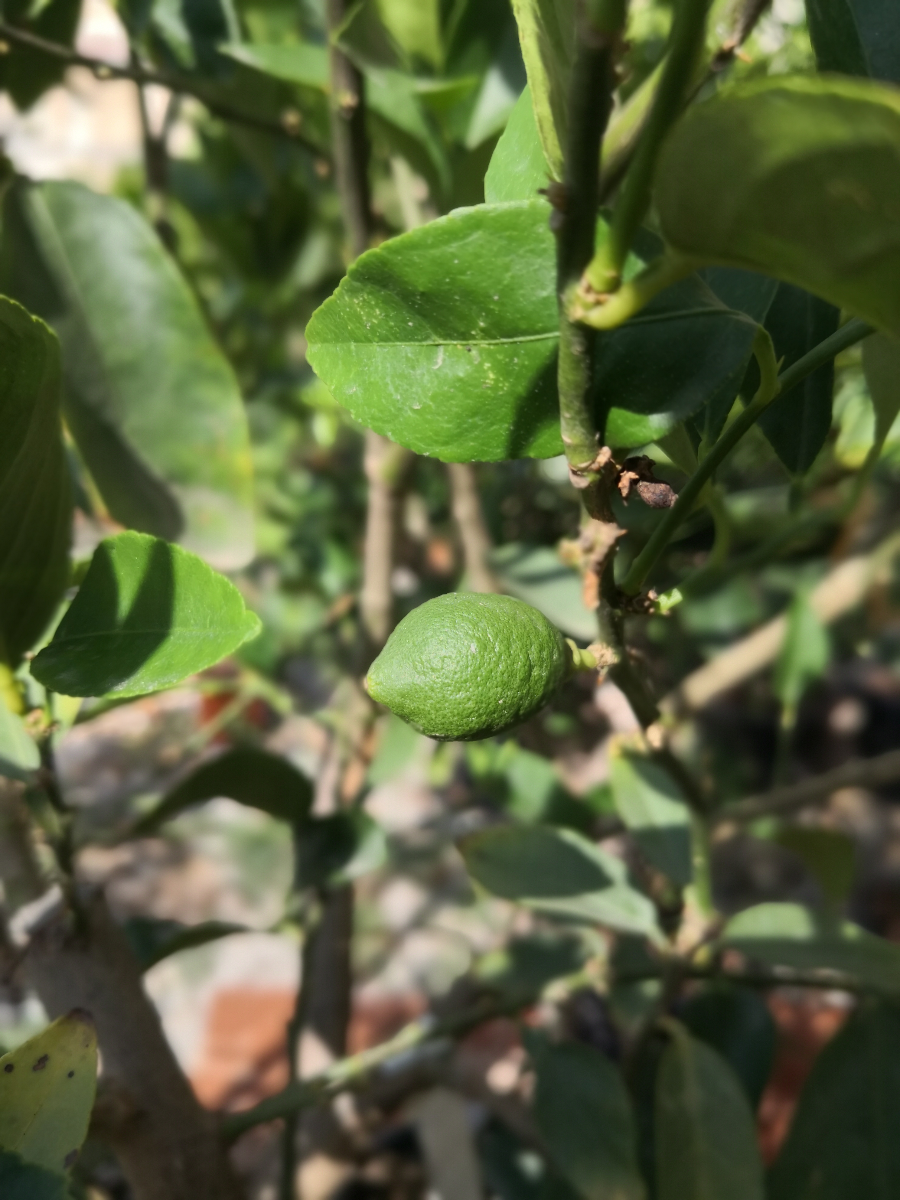 Limetka Tahiti- krásny starší strom - Citrus Latifolia - 180-200cm