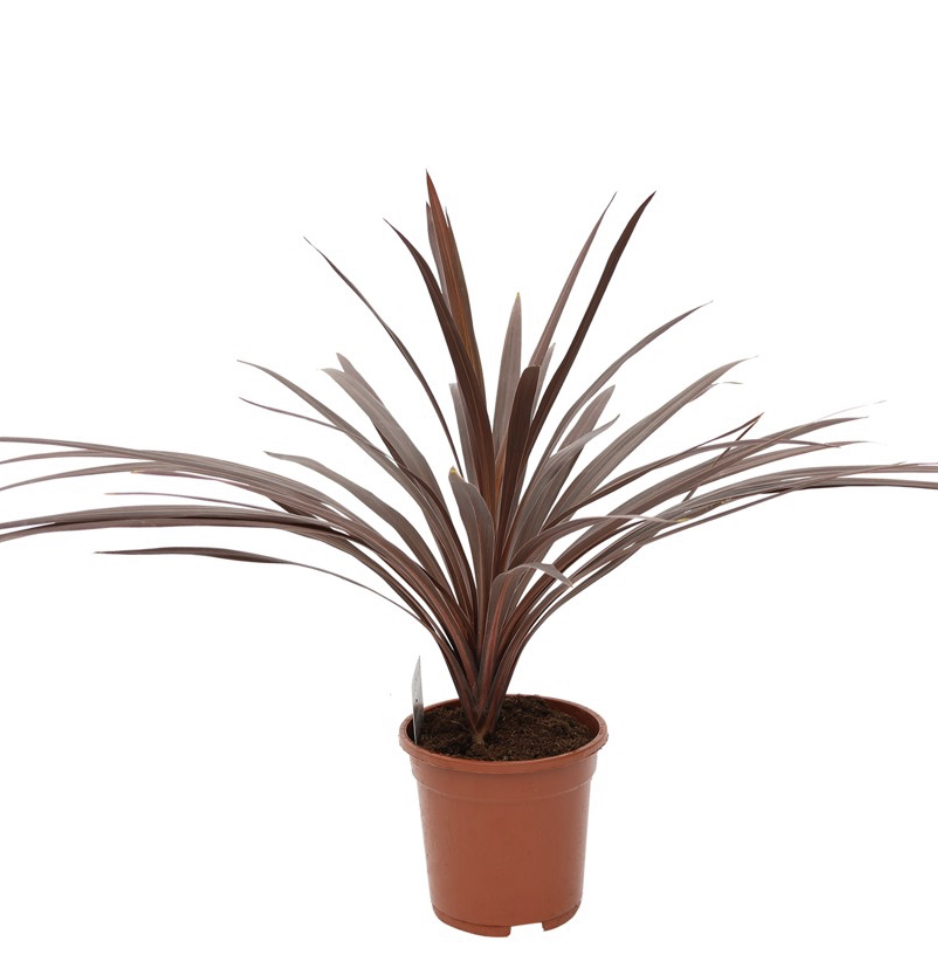 Cordyline Australis ,,Pink,, výška s kvetináčom 90-110cm