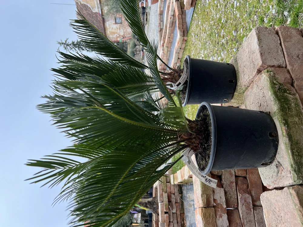 Cykas revoluta, výška s kvetináčom 60cm