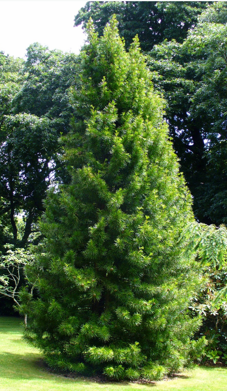 Dáždnikovec praslenovitý, výška s kvet. 70-80cm, do -29 st.C