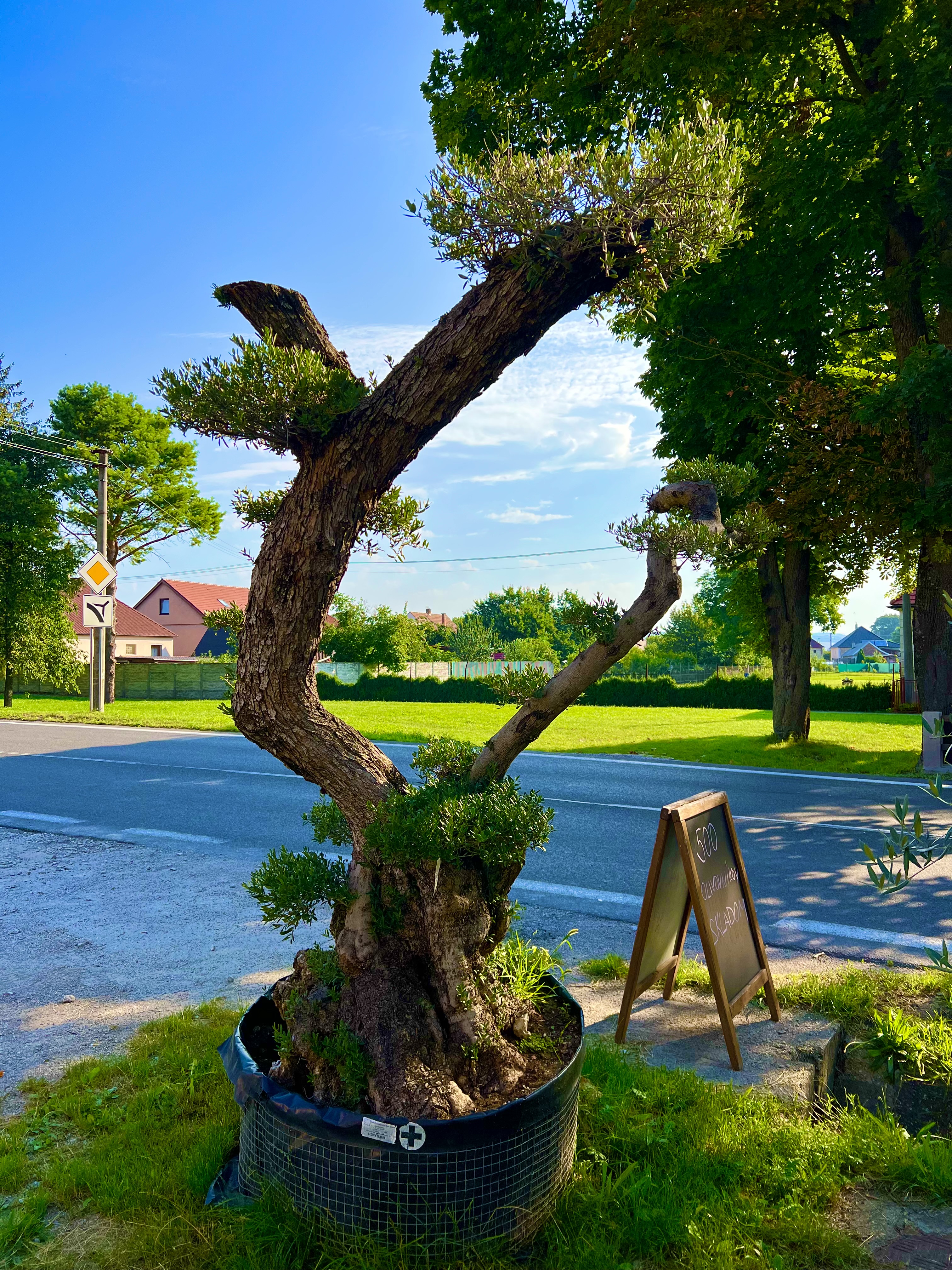 Olea Europaea - olivovník 300-320cm celková výška 
