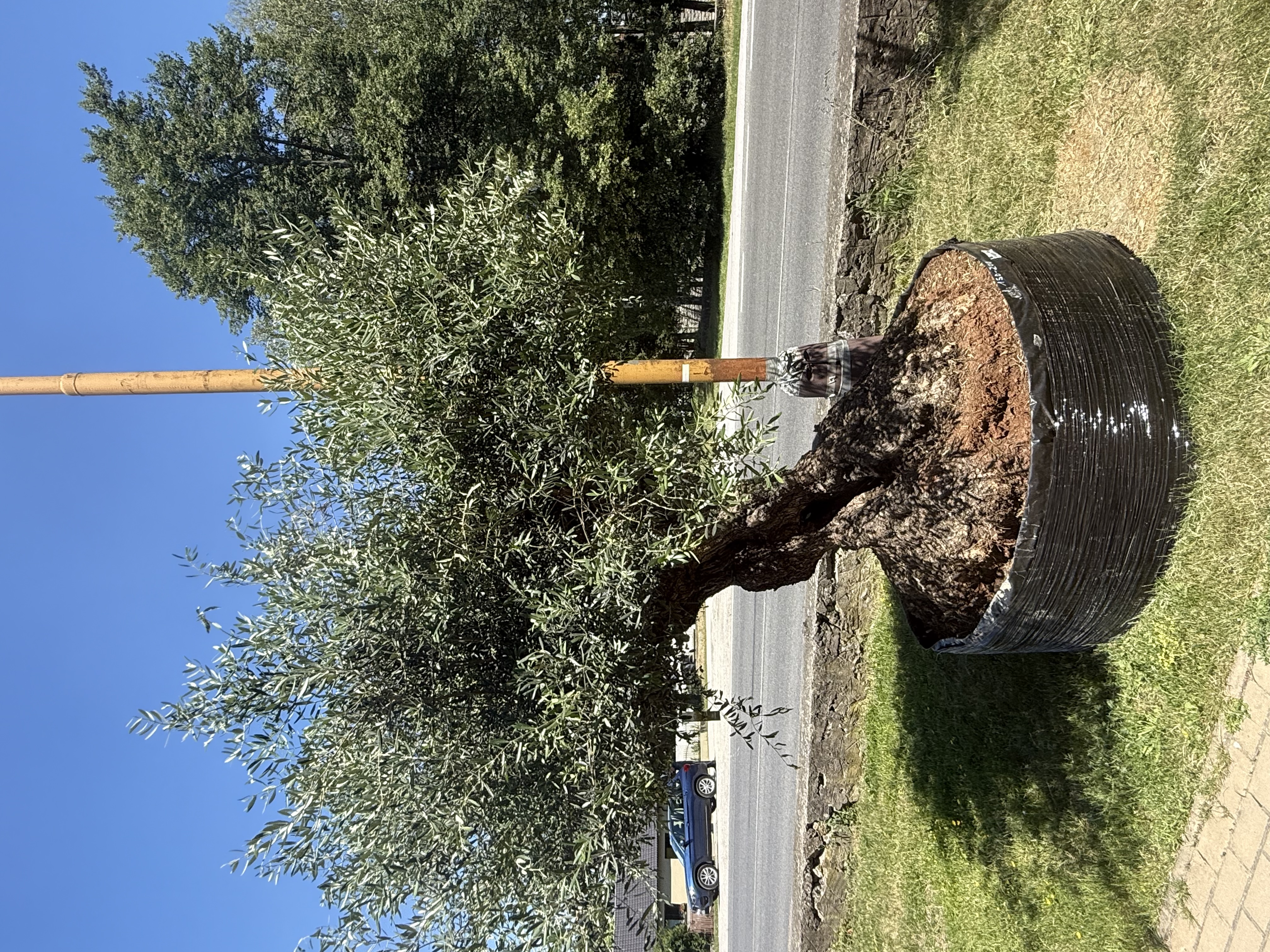 Olea Europaea - olivovník OL sieť 1, celková vvýška 280-320cm