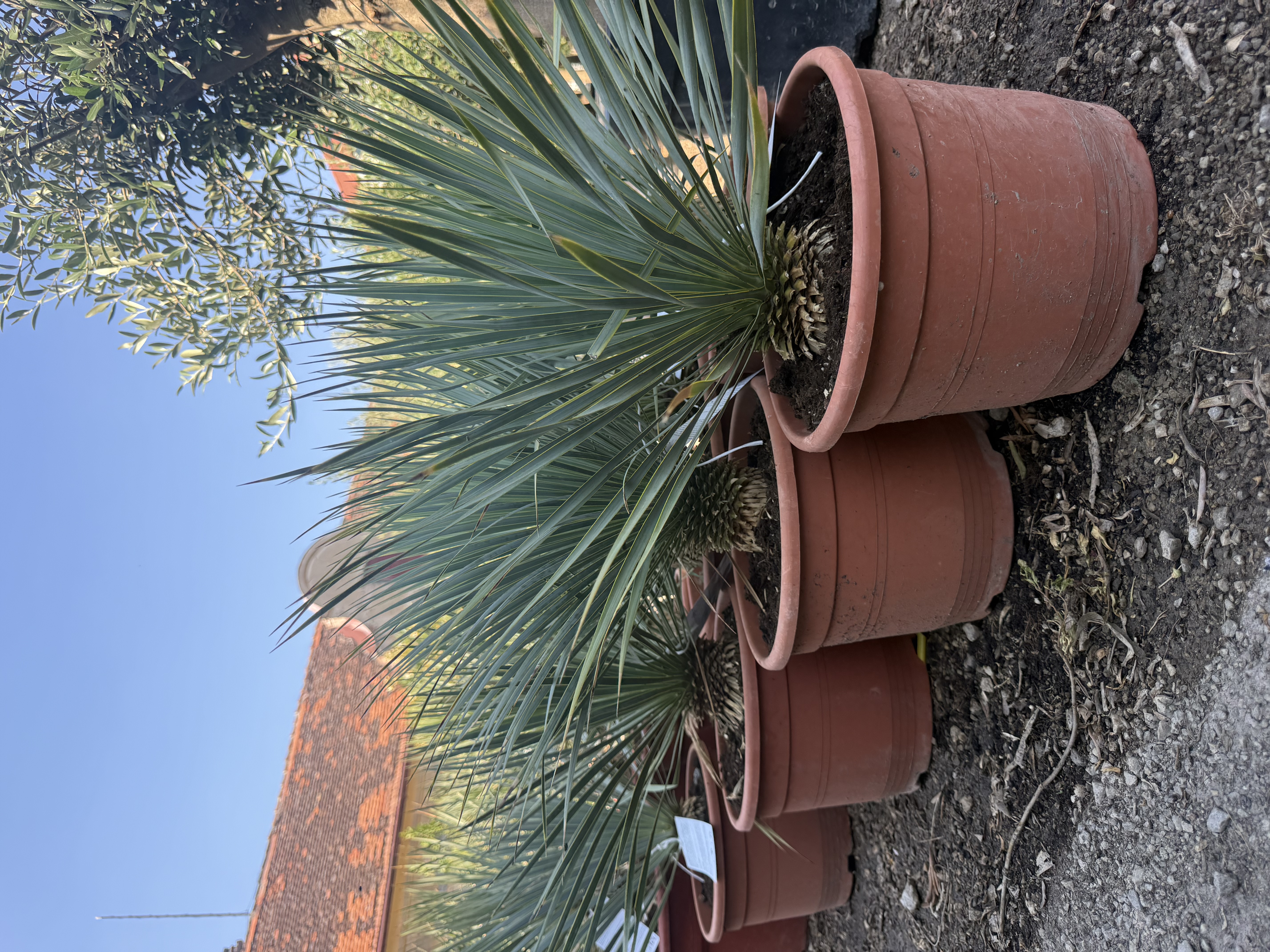 Yucca rostrata - výška s kvetináčom 60-70 cm