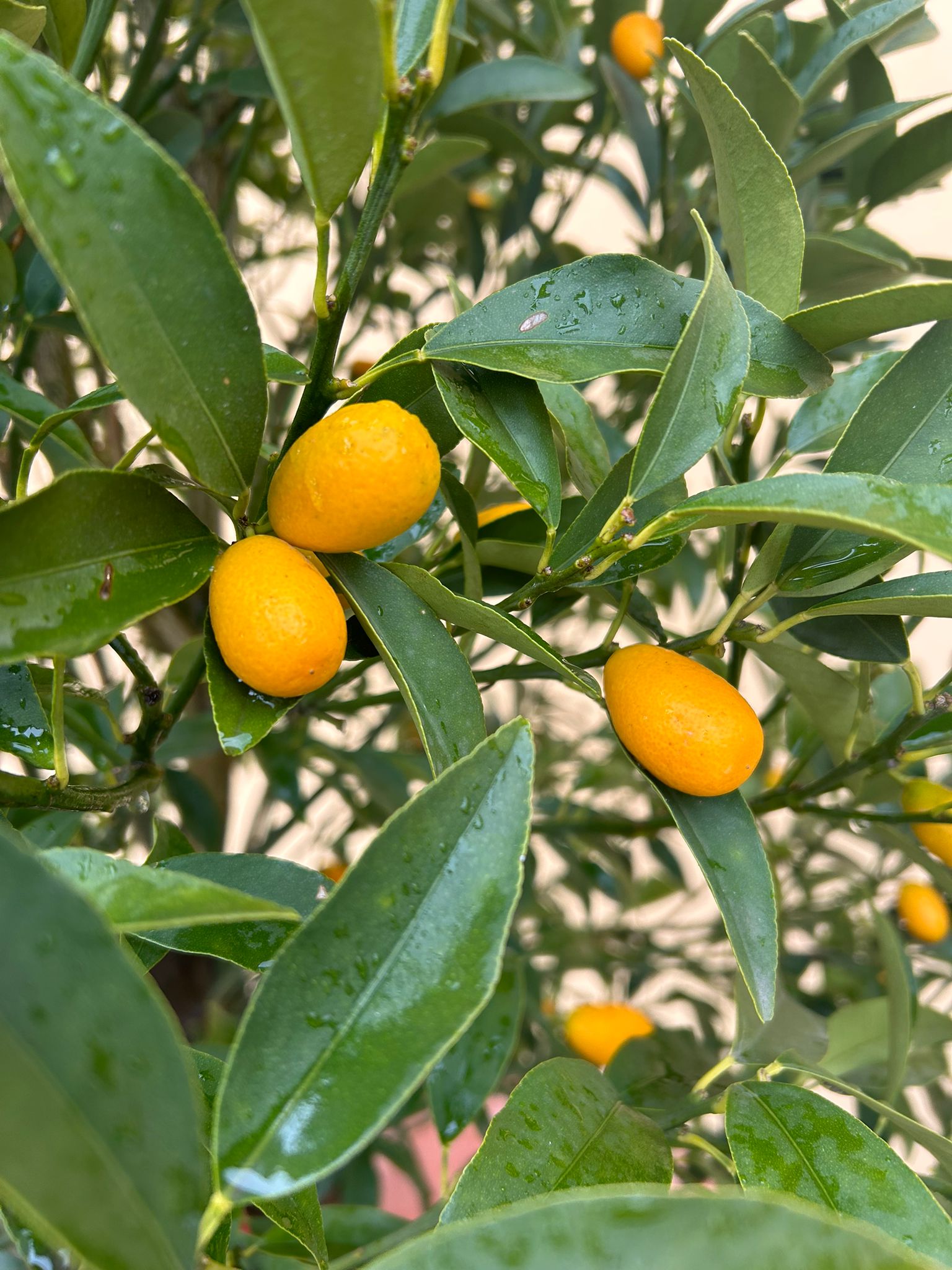 Kumquat 150cm aj s kvetináčom