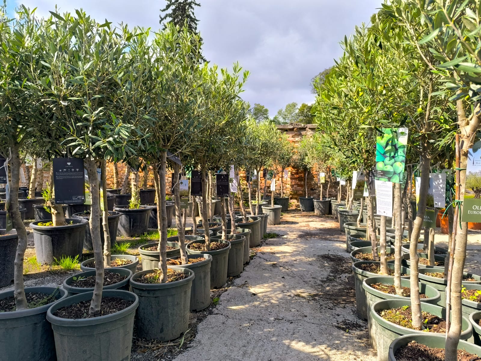 Akcia - Olea Europaea - olivovník 140-160cm s deco kvetináčom