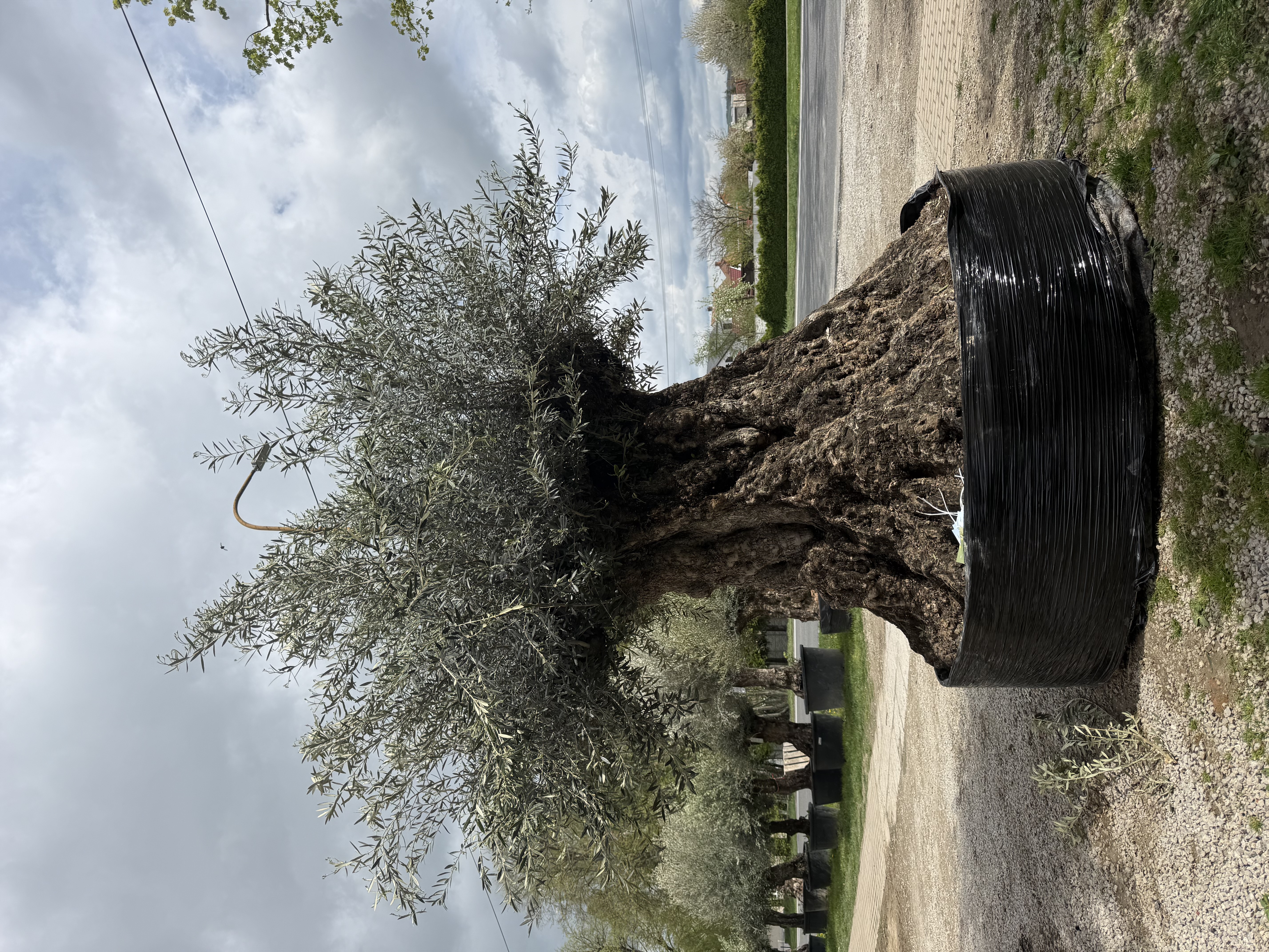 Olivovník Olea europaea - výška 320-350cm s kvetináčom