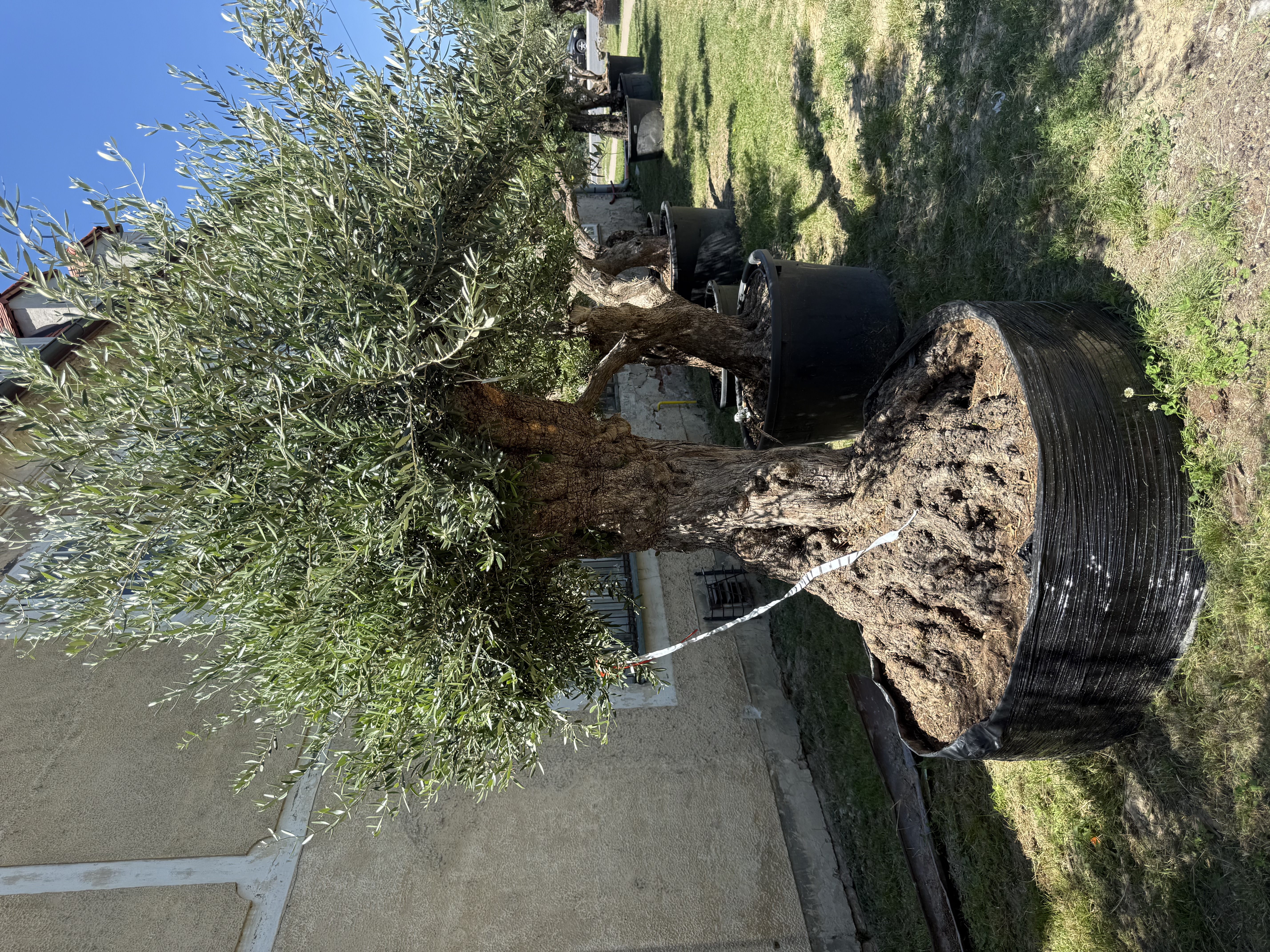 Olea europaea - olivovník OL sieť 2, celková výška 270-300cm