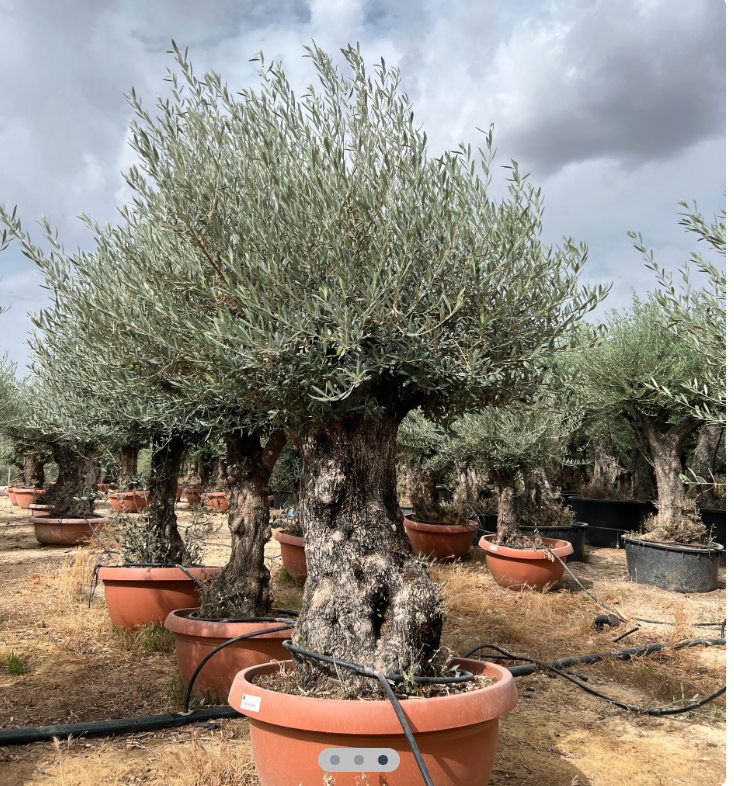 Olivovník Olea europaea Bonsai - 190-210cm, kvetináč 160L deco