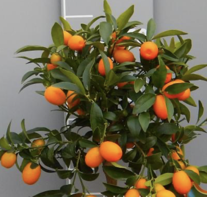 Kumquat - výška 140-150cm, šírka kvetináča 26cm