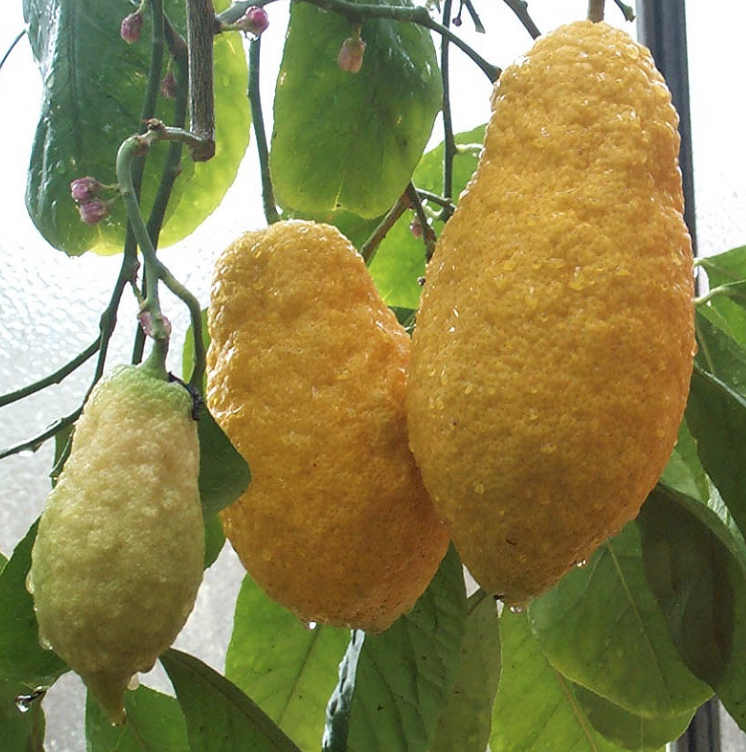 Citrus Cedro Piretto - cedrát - 120-140cm s kvetináčom