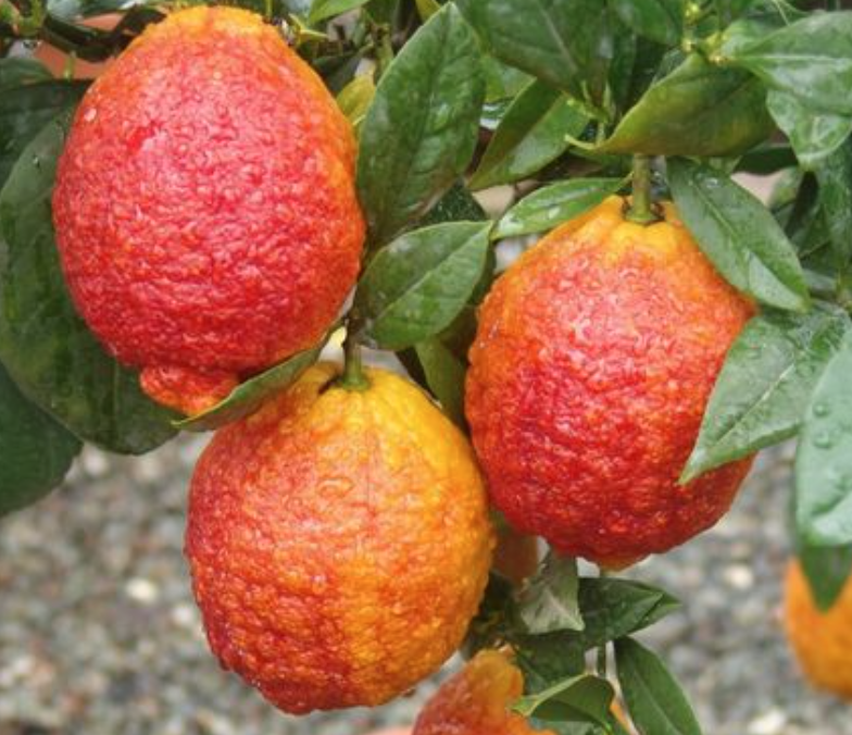 Citrus Limone Rosso (červený citrus) - výška 60-70 cm