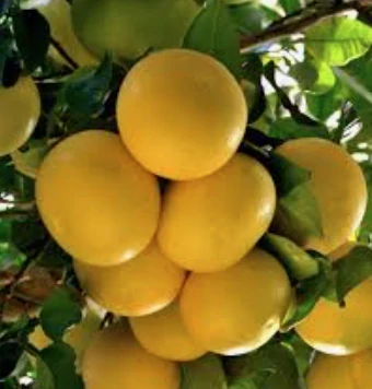 Grapefruit žltý (Grep)- Pompelmo giallo, výška 130-160cm