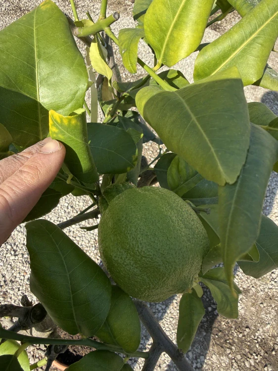 Citrus limone pane 110-140cm