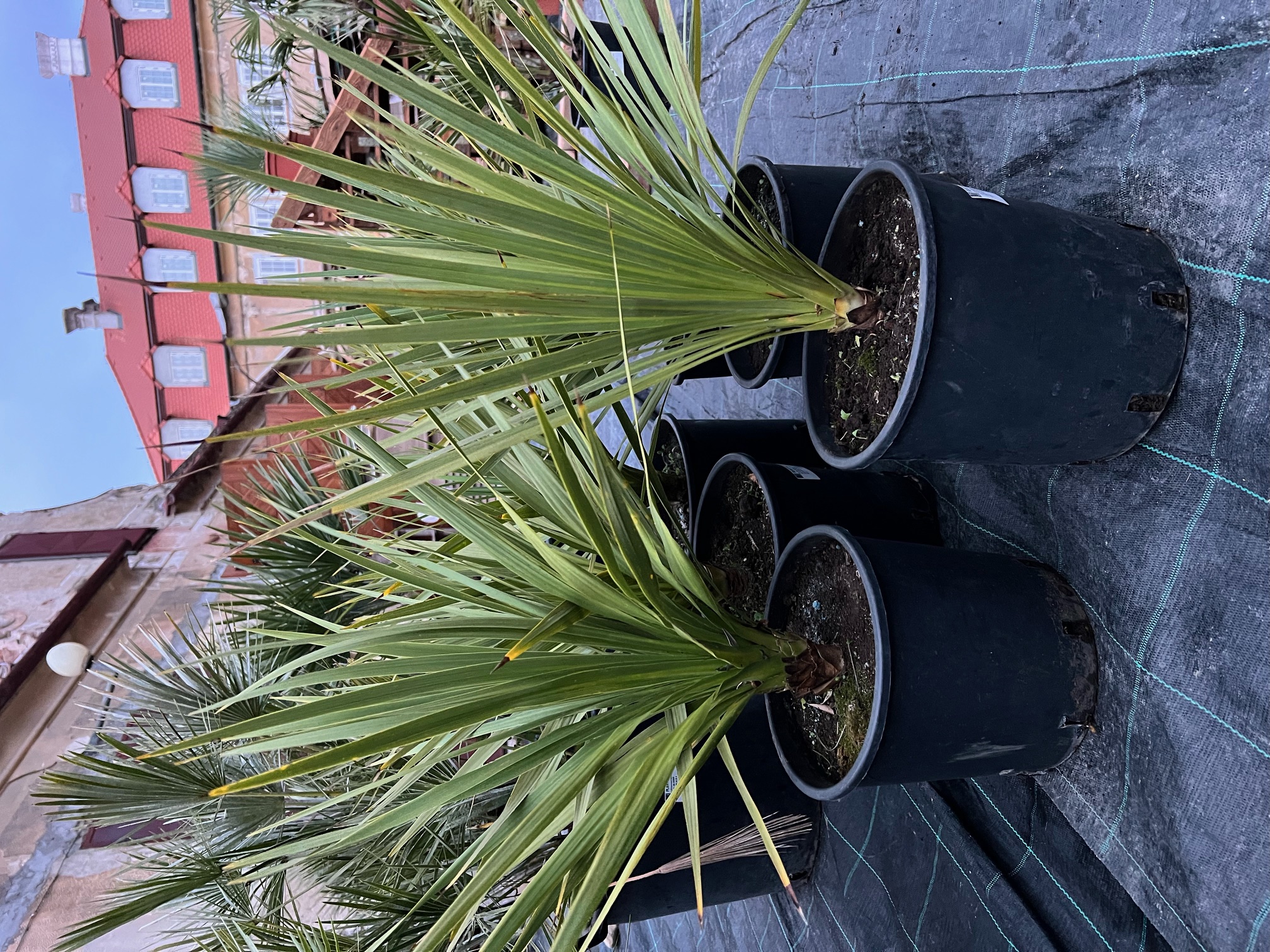 Dracaena indivisa - Cordyline indivisa  zelená 50cm