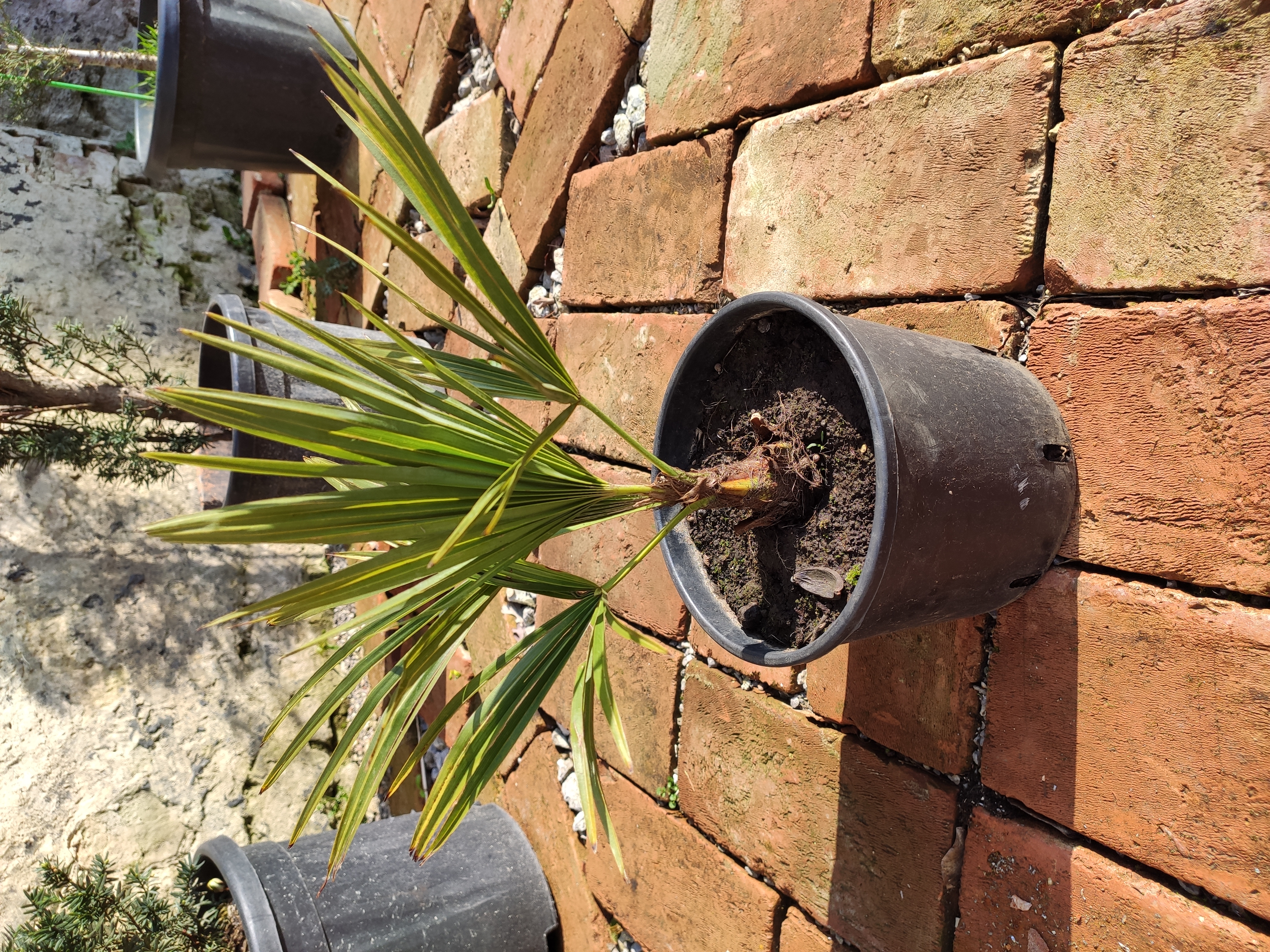 AKCIA 2+1 zdarma- Trachycarpus fortunei, výška s kvetináčom 60-80cm, výška kmeňa 10-15cm