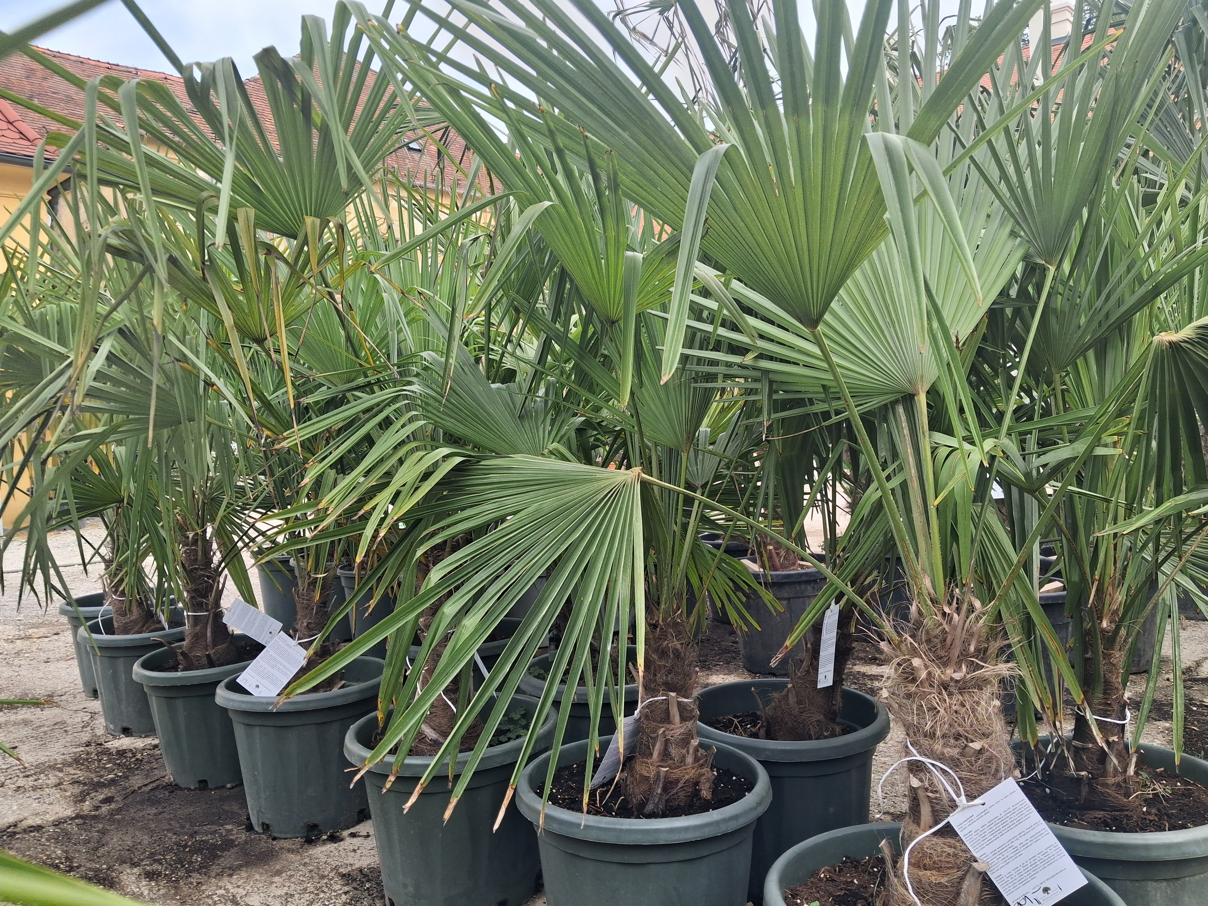 Trachycarpus fortunei (Chamaerops excelsa), výška kmeňa 30-40cm