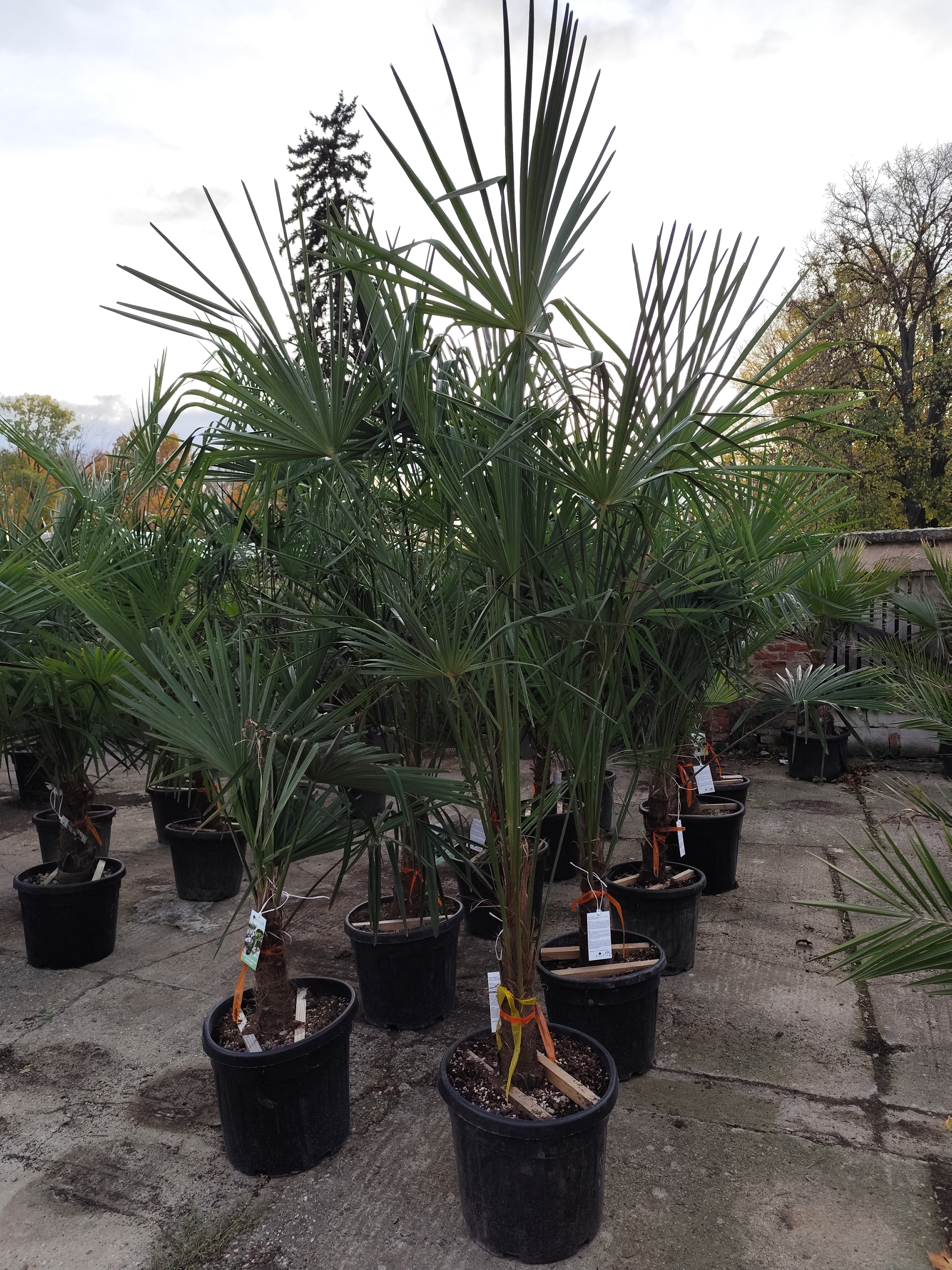Trachycarpus fortunei (Chamaerops excelsa), výška kmeňa 40-50cm