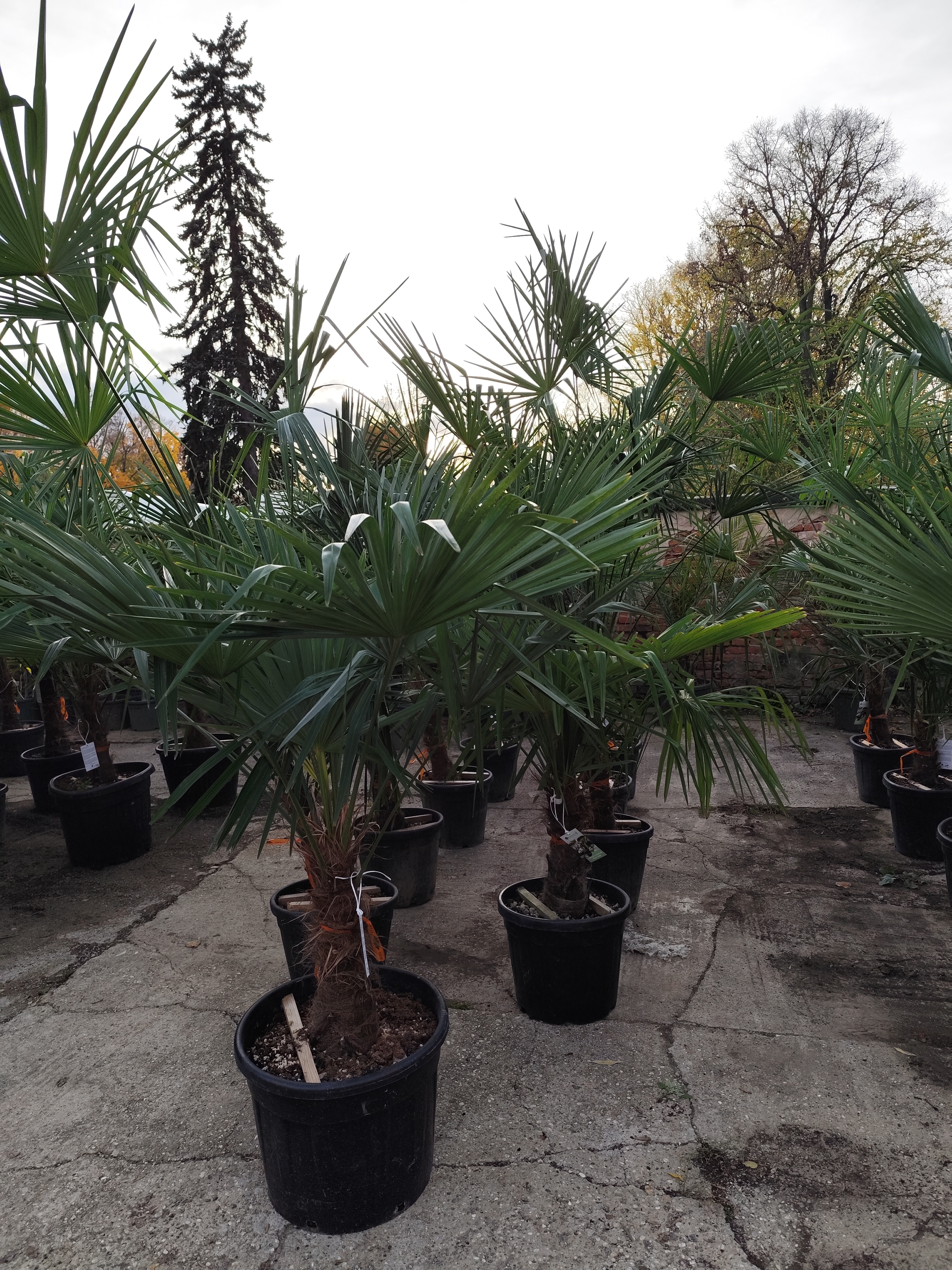Trachycarpus fortunei, výška kmeňa 40-50 cm