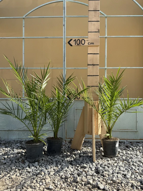 AKCIA 2 kúpiš, tretí za polovicu - Ďatlovník - Phoenix canariensis výška s kvetináčom 60-70 cm ( -6°C)