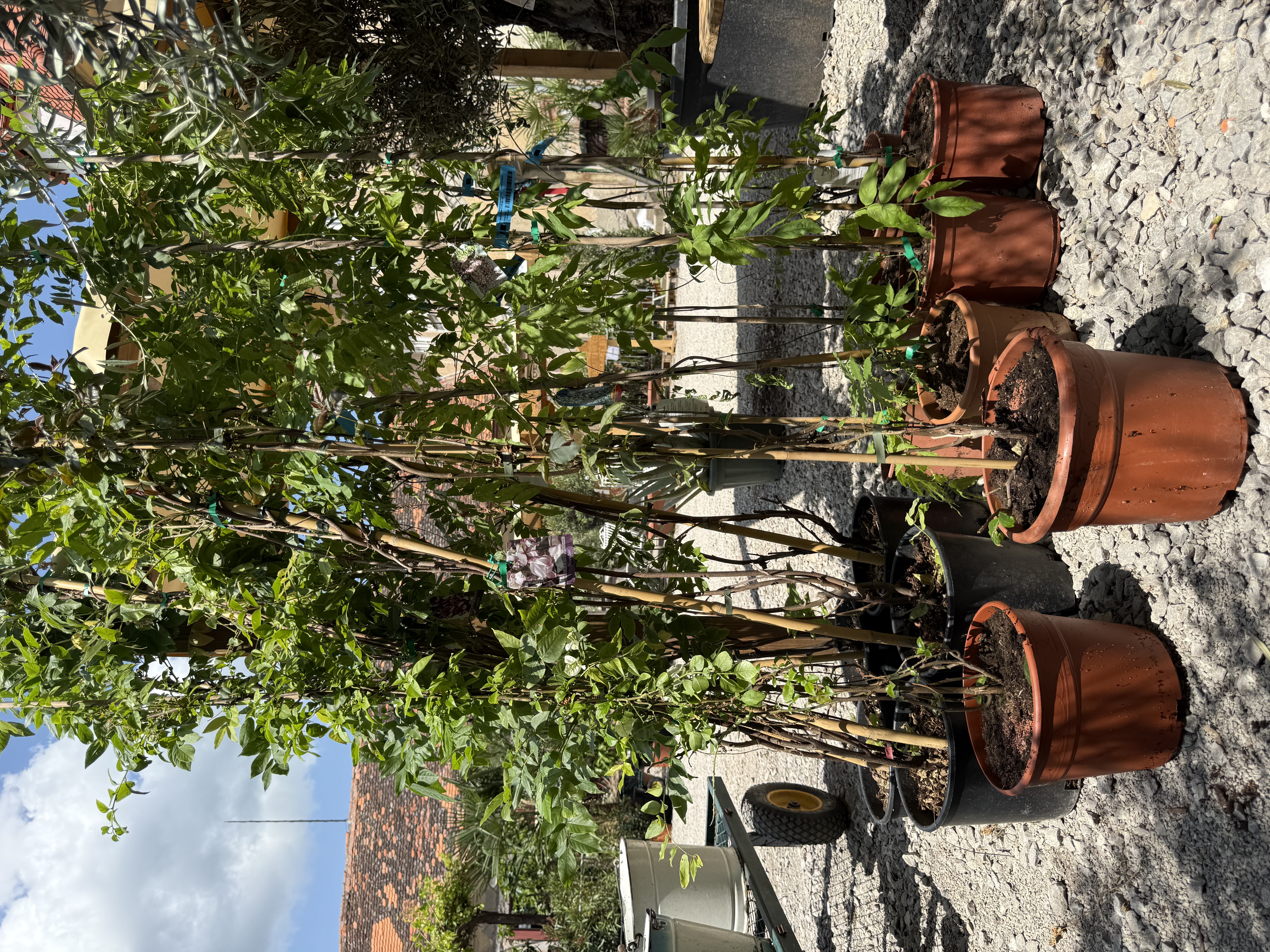 Vistéria fialová 350cm (Wisteria chinensis)