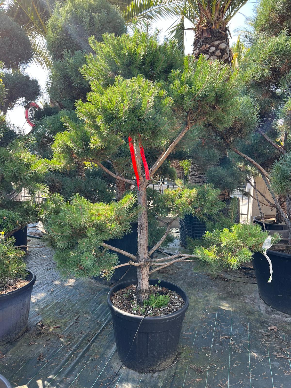 Borovica lesná bonsaj / Pinus Mugo Bonsai výška 200cm s kvetináčom 