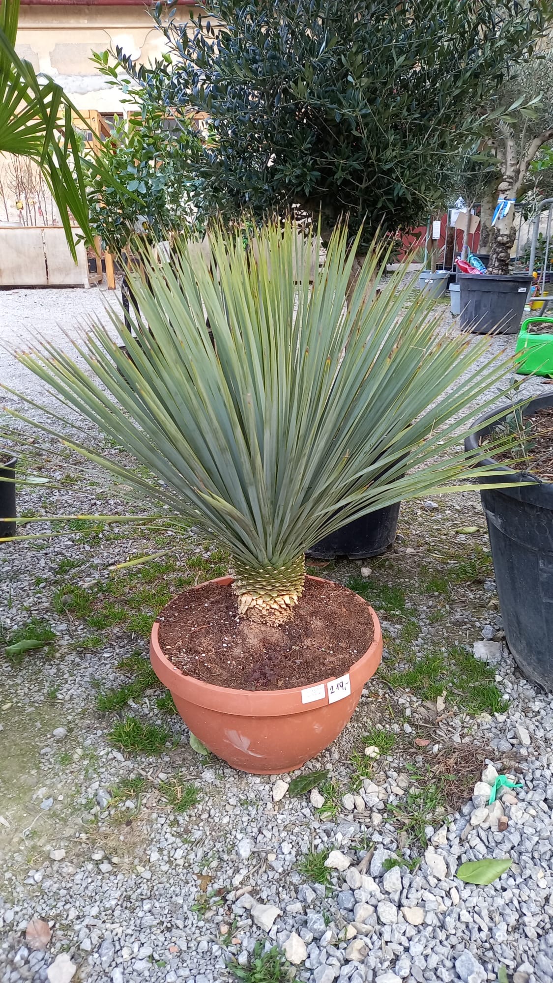 Yucca Rostrata v deco kvetináči, výška 80-100cm 1-22°C
