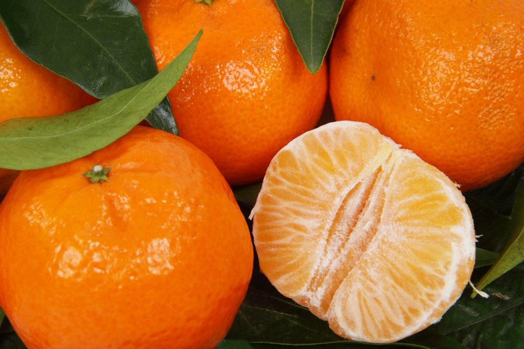 Mandarínka Clementínka s plodmi - Citrus Clementino - výška 140-160cm