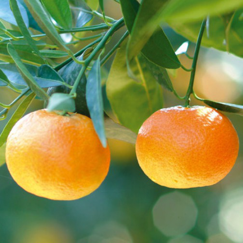 Mandarínka Clementínka - Citrus Clementino - výška 130/150cm