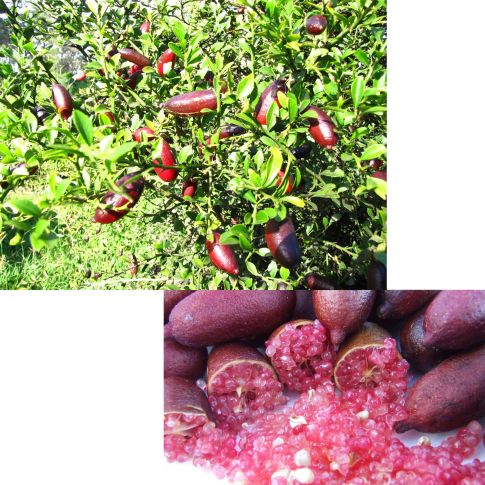 Citrus Caviale - výška 120-130cm